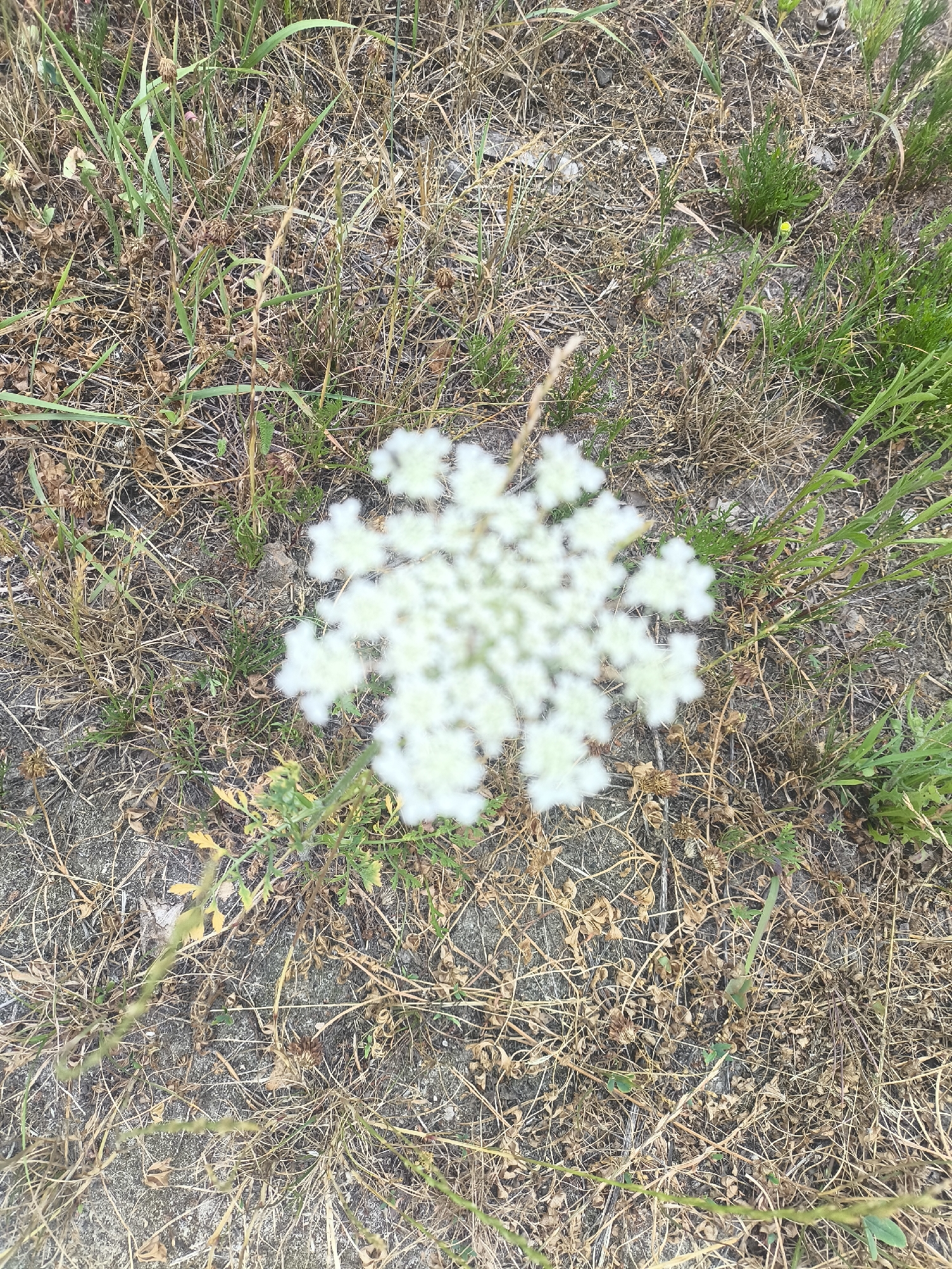This is a close-up, slightly blurred, high-angle photograph of a white Queen Anne's Lace flower with a radially symmetrical umbel of small white florets. The flower is positioned in the center of the frame, surrounded by dry, brown grass and scattered green shoots. The ground appears to be dry, sandy soil. The scene is likely in an uncultivated area, possibly a field or roadside verge. The specific location in Yasnohorodka, Ukraine is not visually identifiable from the image. There are no people or animals visible.
