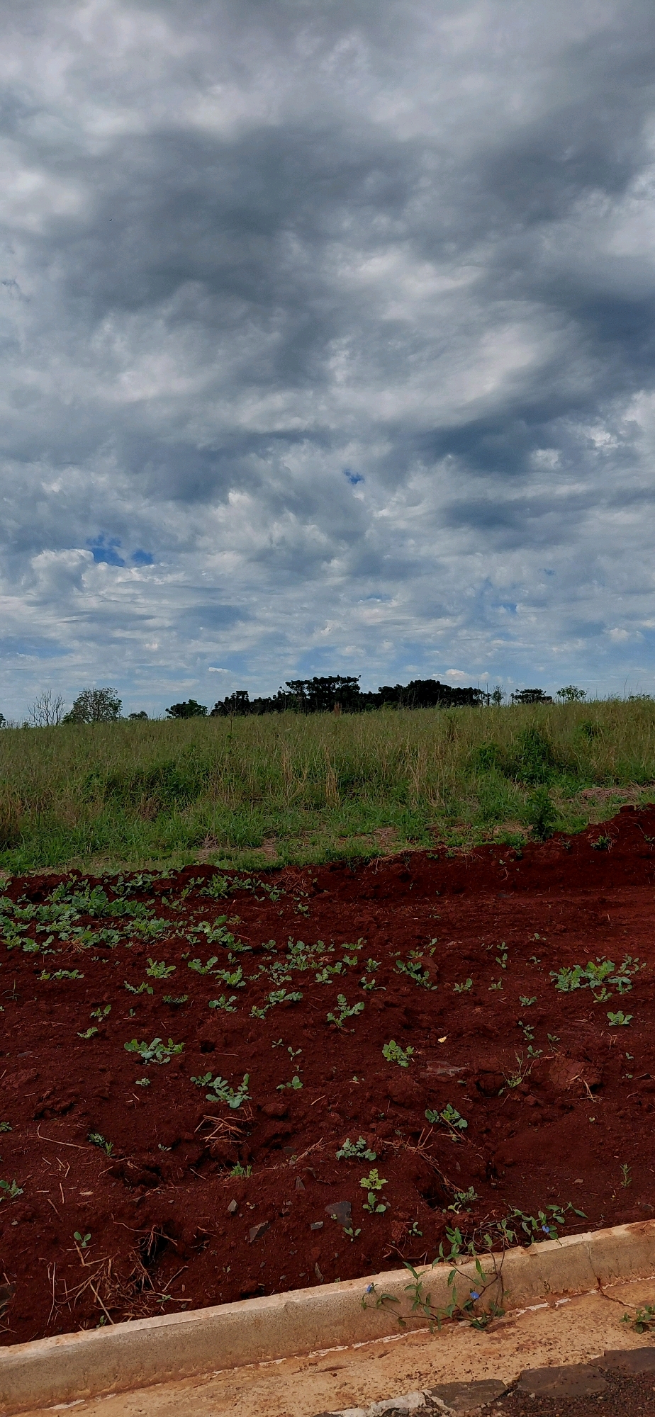 The image shows a patch of red soil in the foreground, with small green plants growing sparsely. A concrete curb runs along the bottom edge of the frame. In the middle ground, there is a field of tall, dry grass. The background features a line of dark trees against a sky filled with heavy, gray clouds. The scene appears to be an outdoor agricultural or undeveloped area, possibly on the outskirts of Hohenau, Paraguay, given the red soil common in the region. No people are visible in the image.