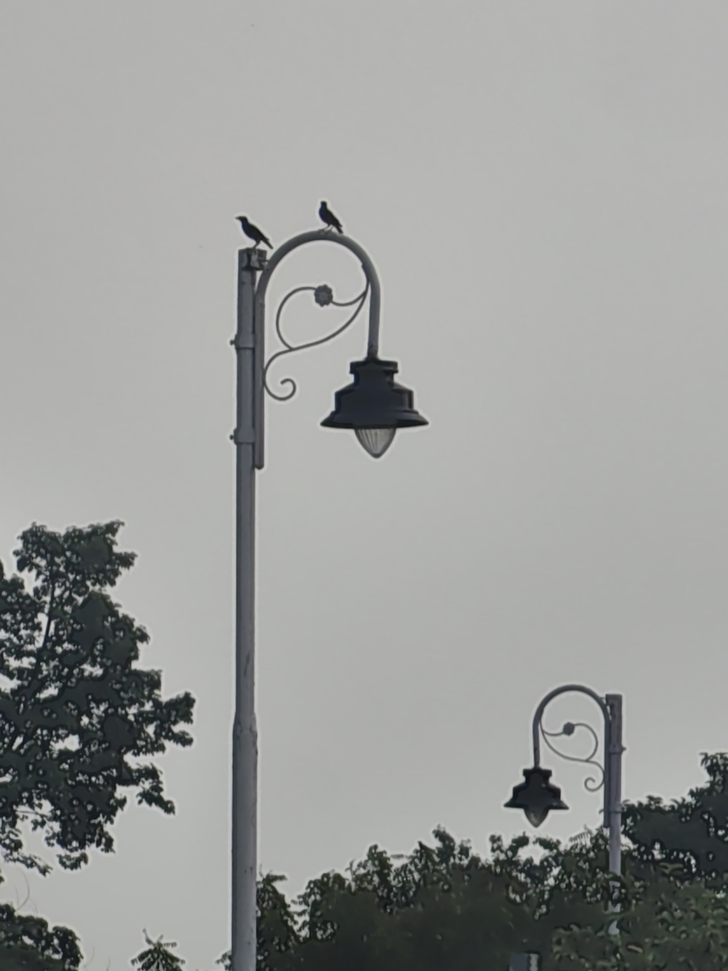 Two birds are perched on a lamppost in Pura Raghunathpur, India. The lamppost is tall and grey with a decorative scrollwork element. The lamp itself is dark and bulbous. In the background, there are trees and a cloudy, pale sky. A second, smaller lamppost is visible in the distance to the right.