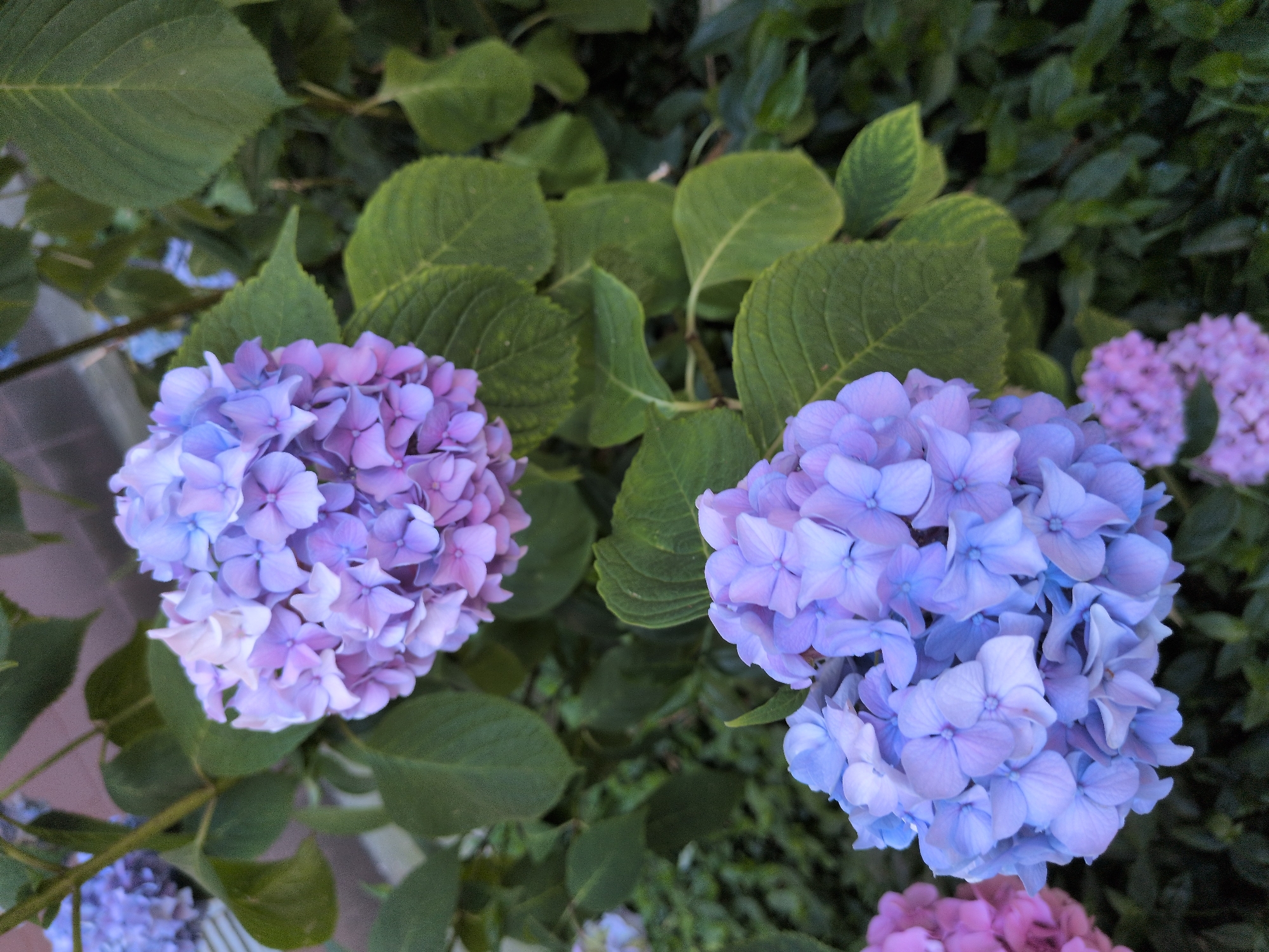 This image captures a close-up view of a cluster of hydrangeas in bloom. The flowers display a gradient of colors, ranging from soft lavender to light blue and hints of pink. They are composed of numerous small, delicate petals arranged in a rounded, spherical shape. The hydrangeas are set against a backdrop of lush green leaves, some of which appear slightly out of focus, suggesting a shallow depth of field. In the background, darker foliage and hints of other floral clusters in pink and purple can be observed, adding depth to the composition. The lighting appears natural, possibly suggesting daytime, and the overall scene evokes a sense of natural beauty and tranquility. The image is a still shot, with no discernible activity or event taking place, focusing solely on the intricate details and vibrant colors of the hydrangeas. No text is visible in the image.