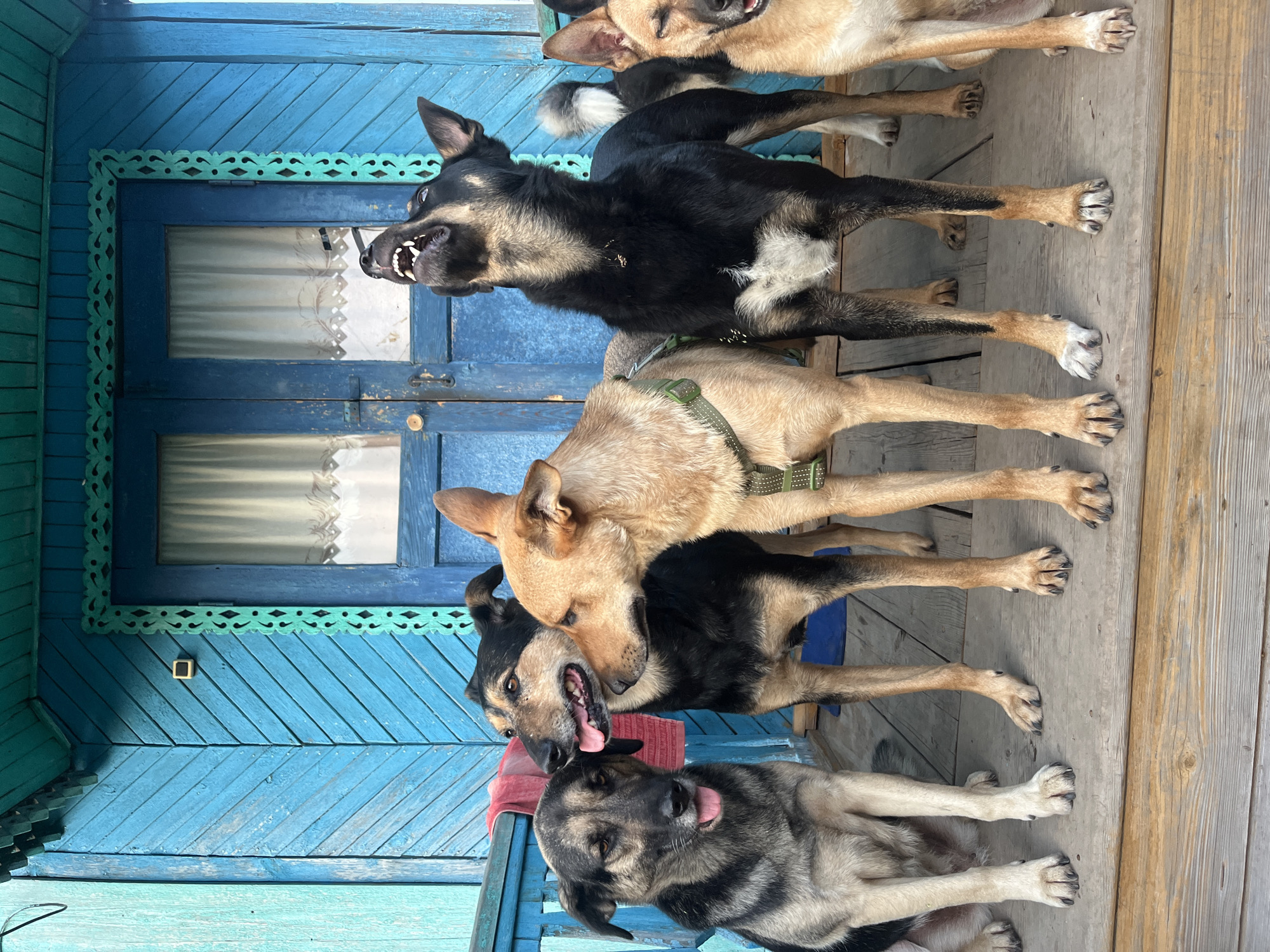 Six dogs are standing on a wooden porch in front of a weathered blue wooden building with decorative green trim around a double door. The dog on the far left is light gray and black, sitting with its tongue out. Next to it, a black and tan dog is standing, looking to its left with its tongue out. A tan dog stands between the black and tan dog and a mostly black dog. The black dog is in mid-bark, looking upwards with its mouth open and teeth bared. To the right of the black dog, another tan dog with its eyes closed is visible. The dog on the far right is mostly tan and is looking to its left with its mouth open. The porch appears to be part of a house or cabin, potentially in a rural or suburban area of Nizhny Tagil, Russia, given the architectural style and the subject matter.