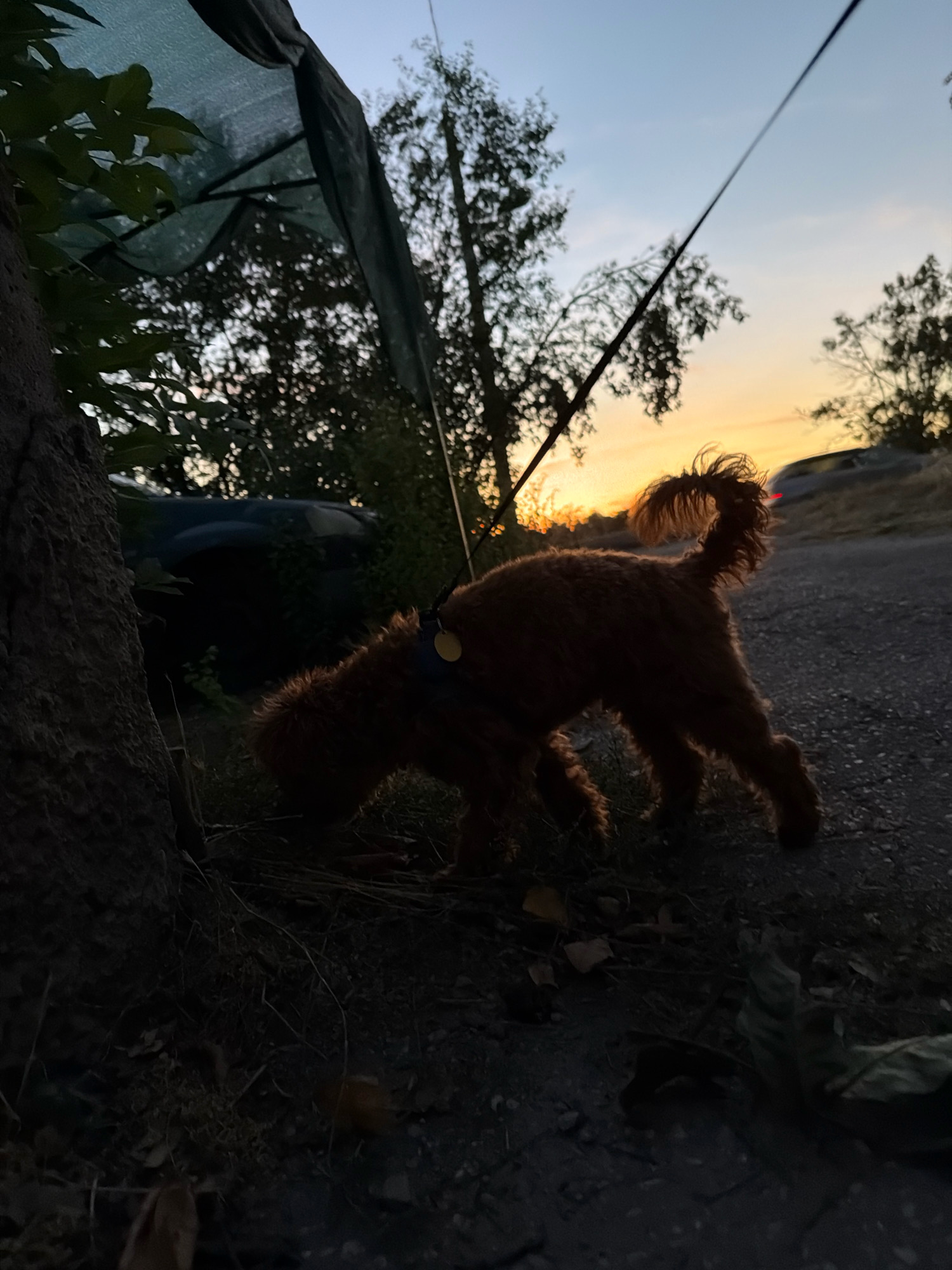 An outdoor, low-angle, eye-level shot captures a brown poodle mix dog in silhouette, sniffing the ground at dusk. The dog is wearing a blue collar with a yellow tag, and a leash extends upwards and to the right, out of frame. The dog is positioned on a dirt path next to a large, textured tree trunk on the left. Behind the dog, trees and foliage are visible, silhouetted against a sky with a gradient of pale blue to orange, indicating sunset. In the background, a dark-colored vehicle is partially visible amongst the trees. The ground is a mixture of dirt, gravel, and fallen leaves. The lighting suggests late evening or early morning, with the sun low on the horizon. The scene appears to be in a natural, possibly wooded area, on the outskirts of Sofia, Bulgaria, possibly near a park or a rural road.
