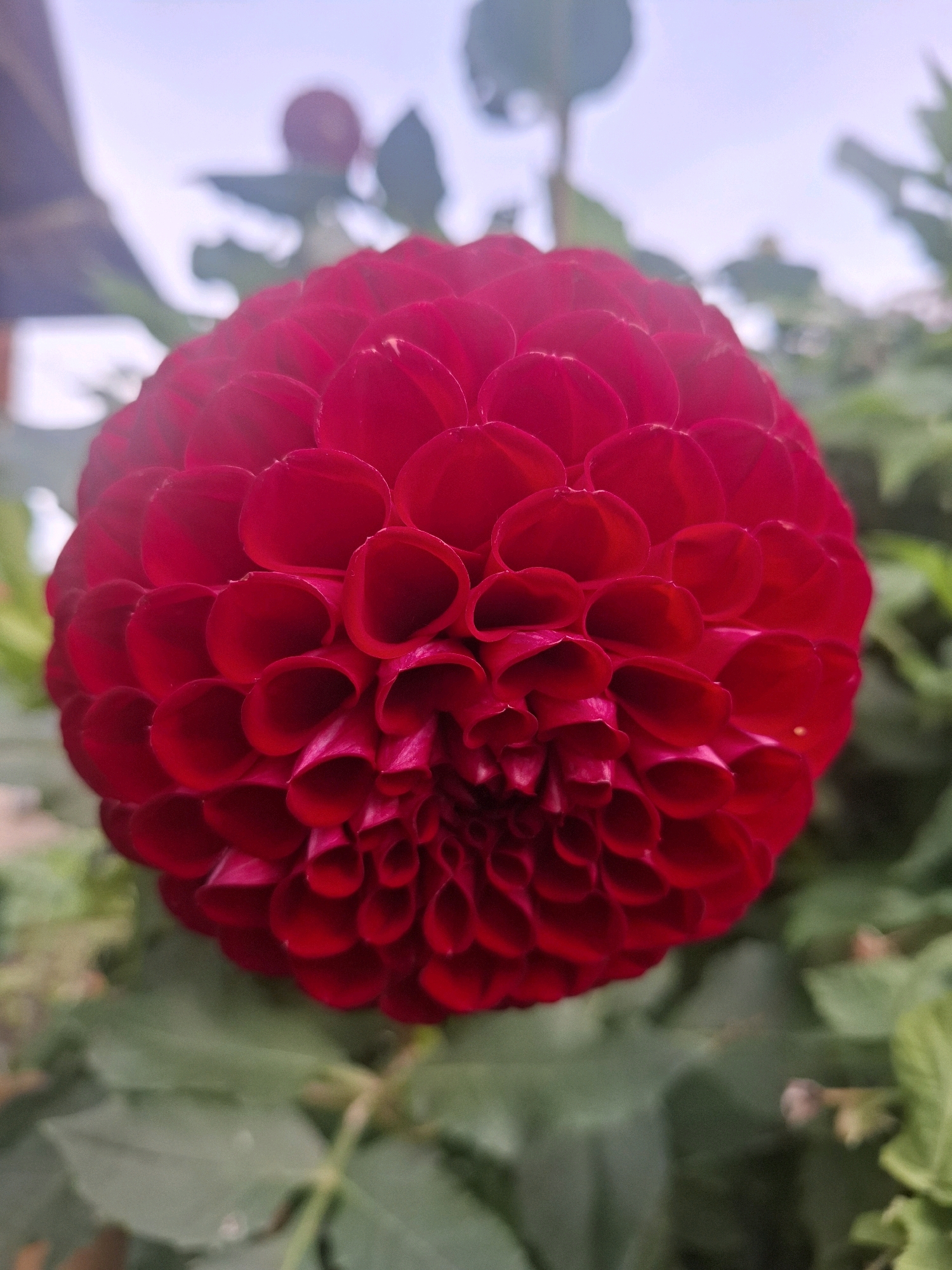 A close-up, vertical, full shot captures a vibrant red dahlia flower in the foreground. The dahlia's petals are tightly packed and have a textured, almost tubular appearance, radiating from the center. The bloom is mostly in focus, with a slight blur around the edges. In the background, the foliage of the plant is visible as a soft green blur. Above the flower, a pale sky with hints of light clouds is depicted. The scene appears to be outdoors, possibly in a garden. No people are visible, and no specific location in Tyumen, Russia, can be determined from the image. The overall impression is one of natural beauty and detail.