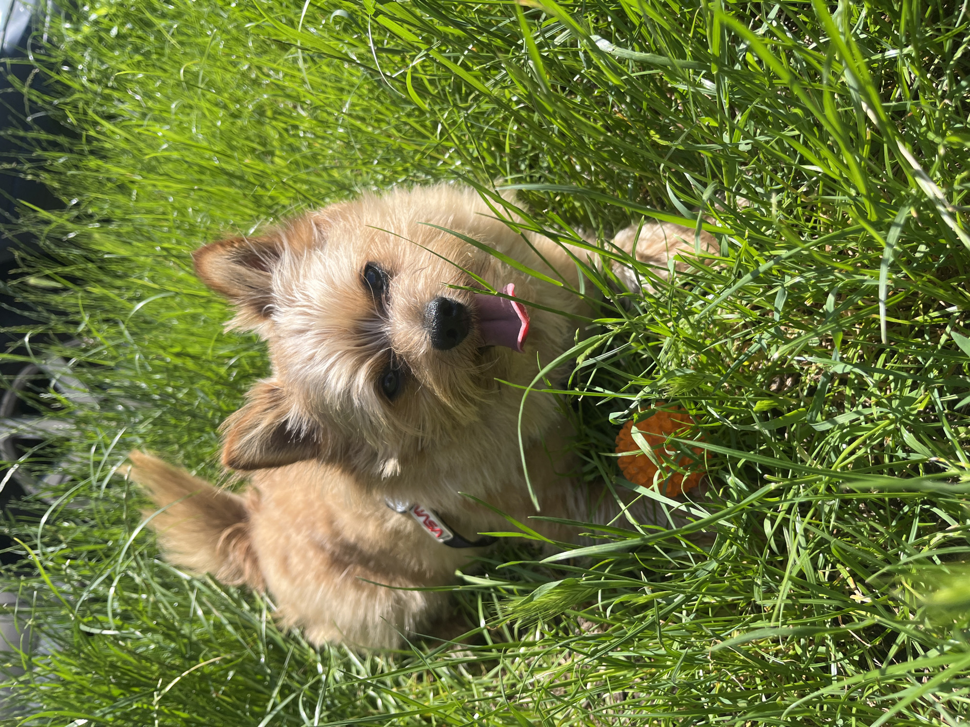 A small, tan dog with shaggy fur lies in bright green grass, appearing to roll onto its back. The dog’s tongue is sticking out, and its mouth is open, giving it a happy and playful expression. A small, orange, textured ball is visible in the grass near the dog's head. The dog is wearing a black collar with a white and red tag. The sun is shining brightly, casting shadows and highlighting the dew or water droplets on the grass blades. The overall scene suggests a warm, sunny day outdoors, likely in a grassy area such as a yard or park. The dog's posture and facial expression convey a sense of joy and excitement.