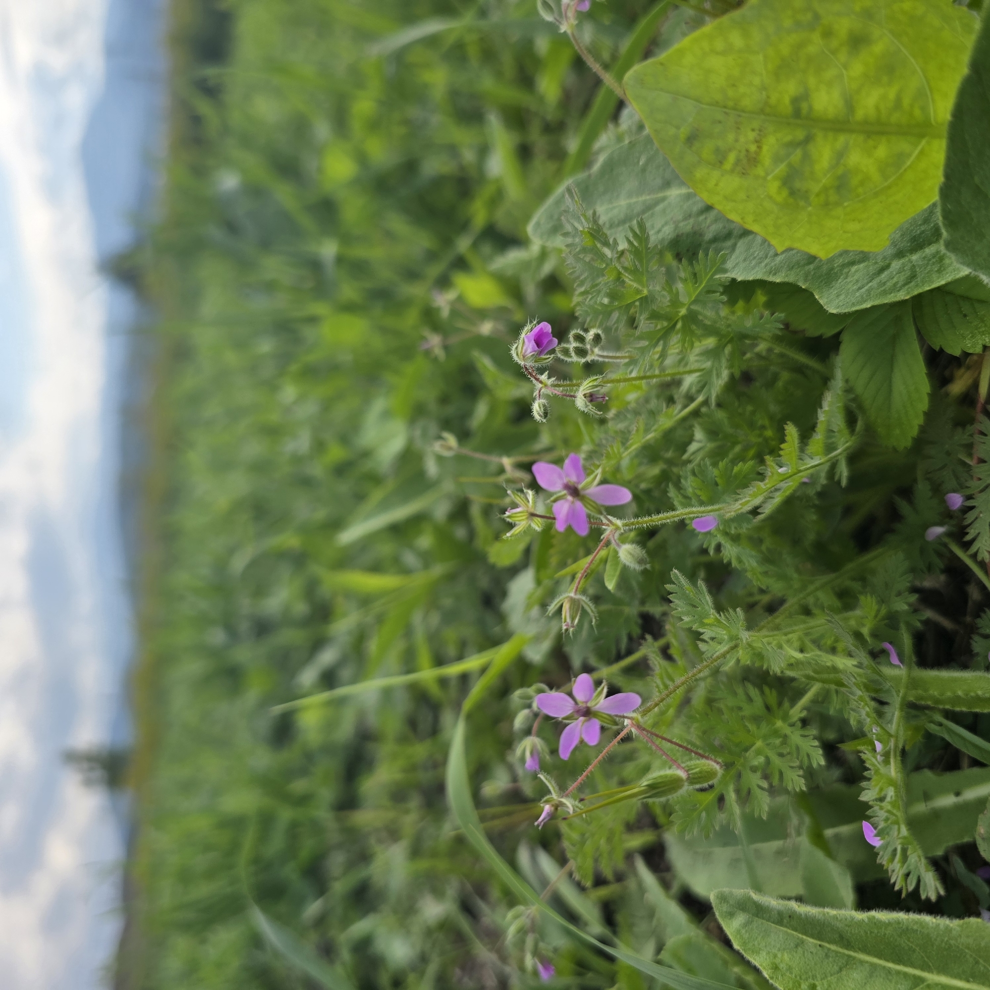 A low-angle, close-up outdoor shot features a patch of wildflowers in the foreground, with a blurred green field and distant hills under a cloudy sky in the background. The wildflowers are small with delicate pinkish-purple petals and slender green stems covered in fine hairs. Some flowers are in bloom, while others are in bud or have dropped petals. The surrounding vegetation consists of various green grasses and leaves, some of which are also blurred. The overall impression is of a natural, slightly wild environment, possibly a meadow or a roadside verge. The image is focused on the delicate beauty of the wildflowers amidst the lush greenery.
