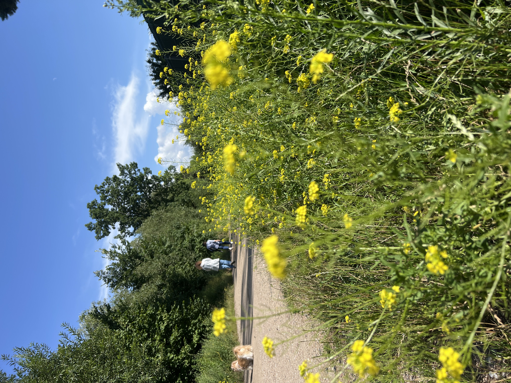 The image depicts a sunny day scene on a dirt path in Kleosin, Poland. The foreground is filled with a profusion of yellow wildflowers and green grass, with some of the flowers appearing slightly out of focus. In the middle ground, a light-colored dirt path winds through the greenery. Two individuals, one appearing to be an adult in a light-colored jacket and blue jeans, and another person in a plaid shirt and dark pants, are walking away from the camera on the path. A fluffy, light brown dog is also walking on the path beside the first individual. Behind the path, a dense line of lush green trees forms a backdrop. The sky above is a vibrant blue with scattered white clouds. The overall impression is of a peaceful, natural outdoor setting.