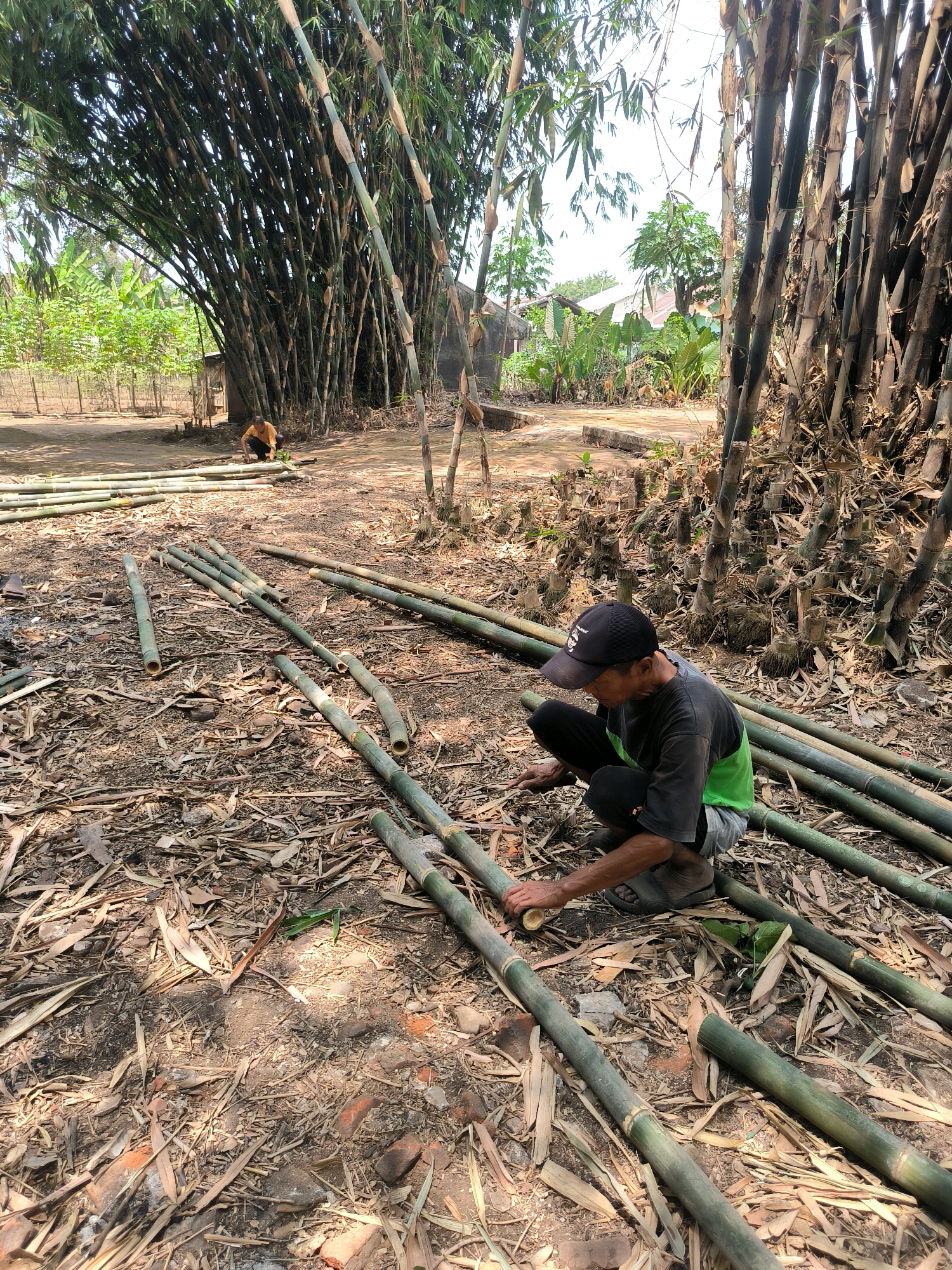 In Kutasari, Indonesia, a man wearing a black baseball cap and a green and gray t-shirt kneels on the ground. He is surrounded by numerous cut bamboo stalks scattered across a dry, dusty area. The man is holding a small, cylindrical object in his right hand and appears to be working on one of the bamboo pieces in front of him. He is dressed in black pants and sandals. The environment is rustic, with a dense grove of tall bamboo trees in the background and more bamboo, along with dry leaves and some broken bricks, on the ground. A small, brown animal, possibly a chicken or a dog, is visible in the mid-ground. The scene suggests the processing of bamboo for some purpose.