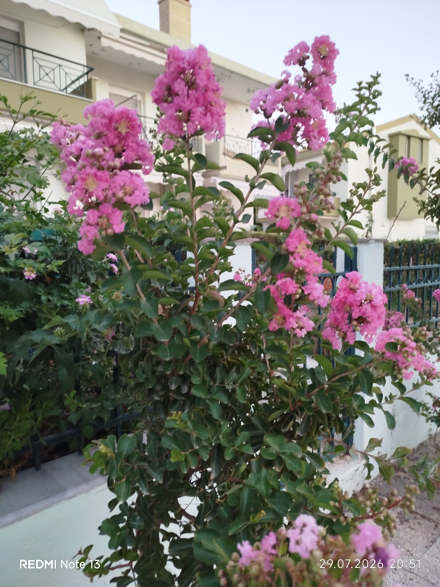 This image captures a close-up view of blooming pink Lagerstroemia indica flowers, commonly known as crepe myrtle, in the foreground. The flowers are arranged in clusters on branches with green leaves. In the background, a white building with green accents and balconies is visible, along with a dark green metal fence. The scene appears to be an outdoor setting in a residential area, possibly a garden or street in the Sithonia Municipal Unit, Greece, given the timestamp and the characteristic architecture. The lighting suggests it is either early morning or late afternoon. There are no people or animals present in the image.