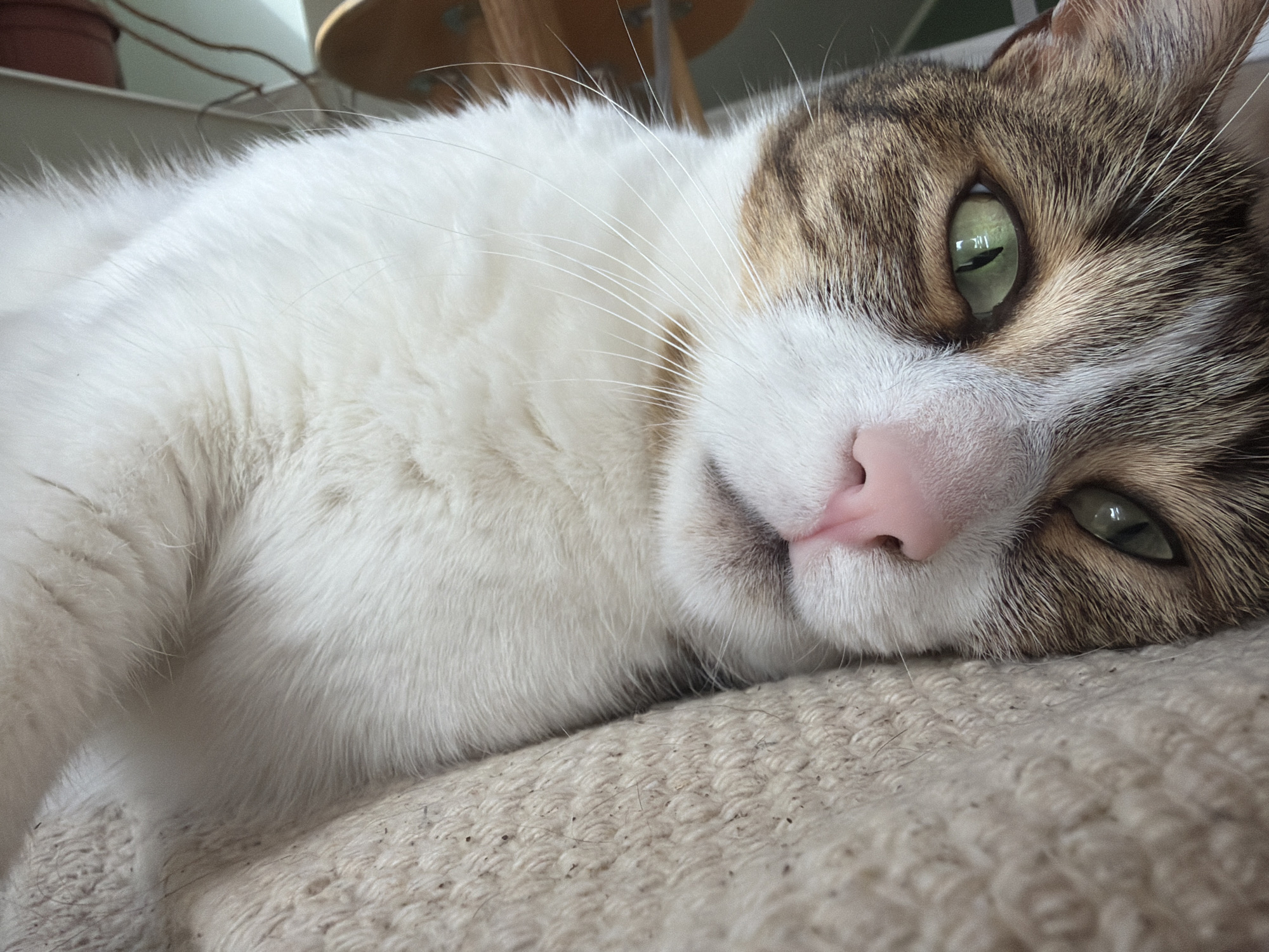 A close-up, eye-level shot features a tabby cat lying on a textured beige surface. The cat's head is angled towards the camera, with its right eye open and visible. The eye is a striking green color with a dark pupil. The cat's nose is a soft pink, and its mouth is closed. Patches of white, brown, and gray fur are visible on its face and body. The background is blurred, but suggests an indoor environment with a shelf and a plant in the upper left corner, and a circular object in the upper right. The lighting is soft and natural.