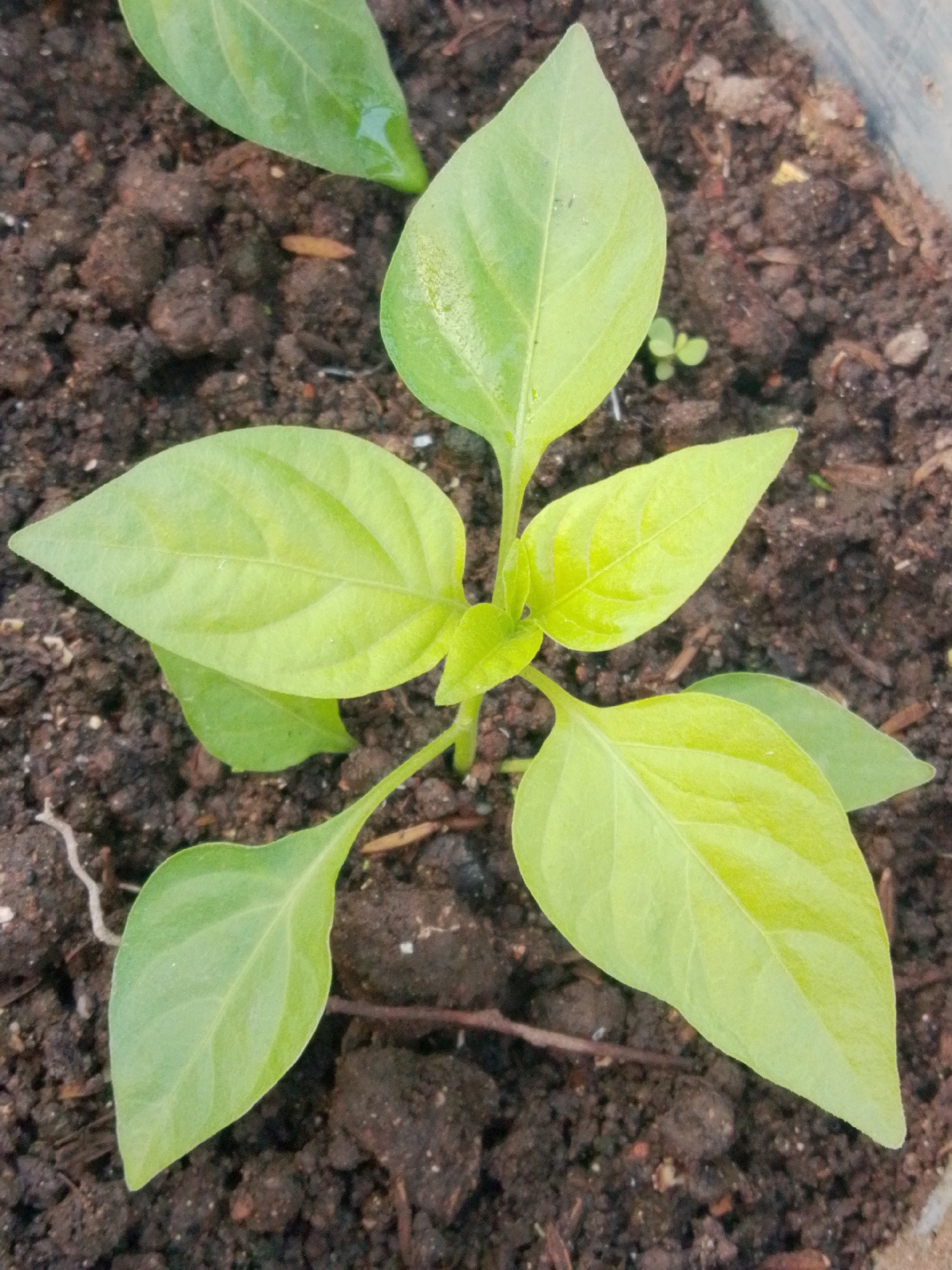 A close-up, overhead shot shows a young pepper plant seedling growing in dark soil. The seedling has a central stem with several vibrant green leaves, some of which have water droplets on them. The soil appears moist and is composed of dark earth and small pebbles. The image is taken in Bandar Lampung, Indonesia.