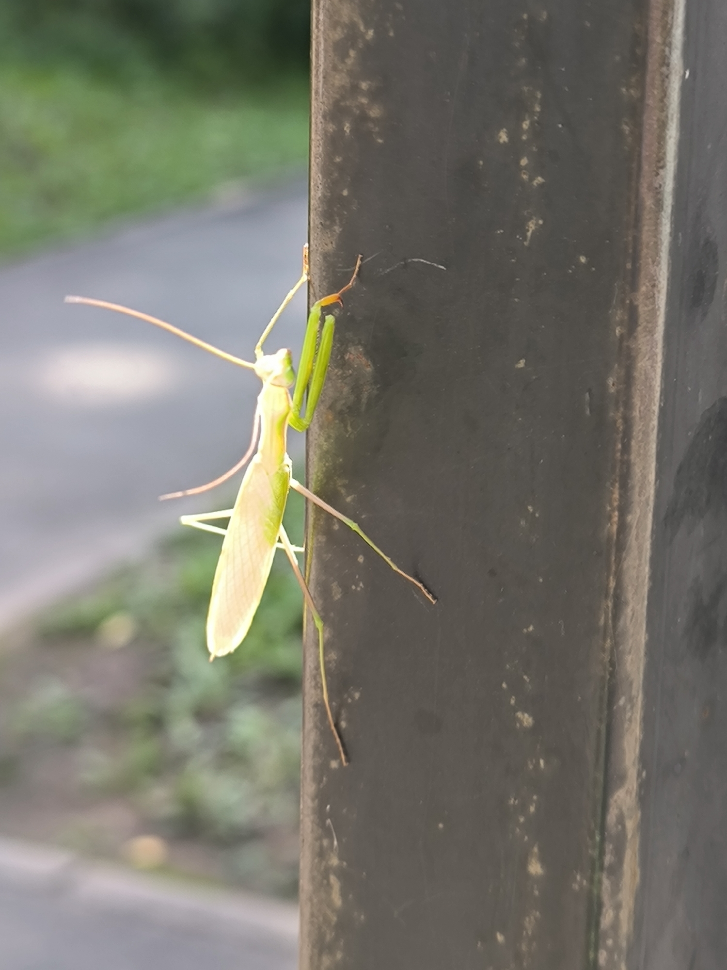 A pale green praying mantis is clinging vertically to a dark gray, weathered pole. The insect's body is elongated and slender, with its front legs raised in a predatory posture. Its wings are partially open and appear translucent, with a delicate veining. The background consists of blurred green foliage and a gray pathway, suggesting an outdoor urban environment. The pole itself shows signs of age, with a rough texture and some lighter-colored specks. The lighting appears natural, casting soft shadows. The image has a shallow depth of field, with the praying mantis in sharp focus and the surroundings out of focus. There are no people or other discernible animals in the image.