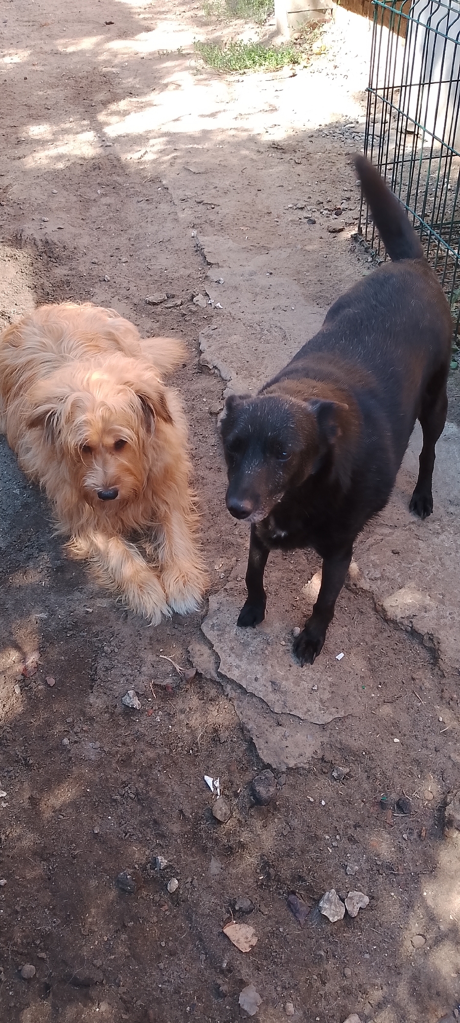 The image shows two dogs in an outdoor setting. One dog, lighter in color and with shaggy fur, is lying down on a patch of dirt. The other dog, dark in color and with short fur, is standing. The ground is mostly dirt and appears somewhat dry, with scattered rocks and debris. In the background, there is a metal fence and some vegetation. Sunlight is casting shadows on the ground. The location is identified as Belgorod, Russia.