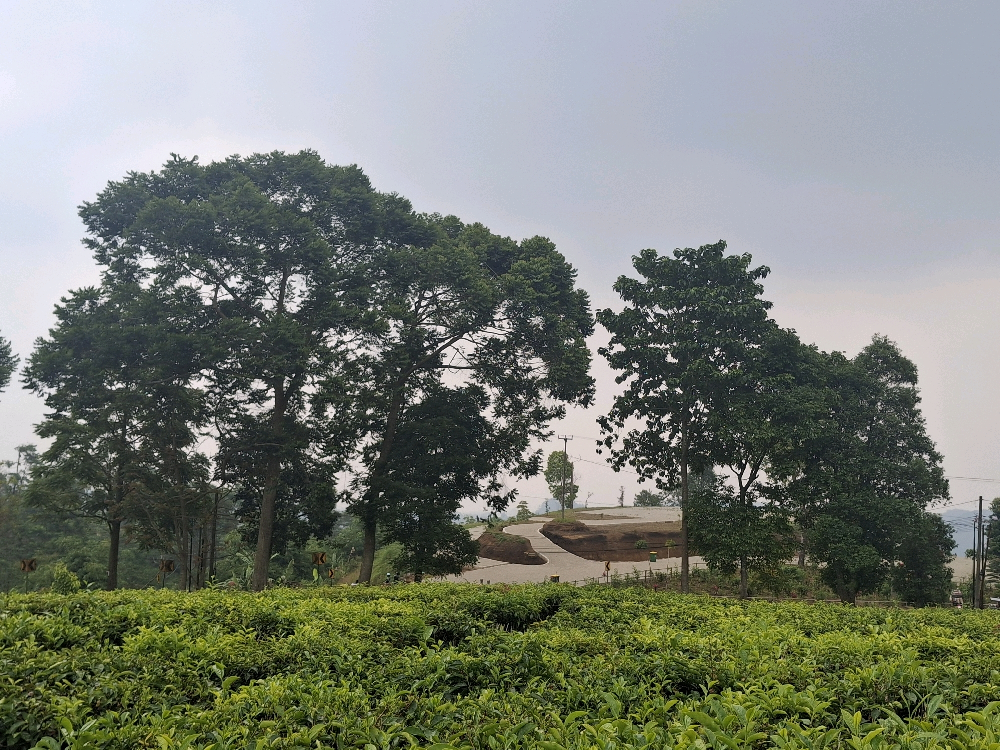 The image depicts a scenic view of a tea plantation in Ciater, Indonesia. In the foreground, a vast expanse of vibrant green tea bushes stretches across the frame, indicating a well-maintained plantation. Behind the tea bushes, a winding road curves through the landscape, bordered by earthy tones of exposed soil and rocks. Several tall, leafy trees are scattered throughout the midground, with a particularly large and dense tree dominating the left side of the image. The trees provide a lush canopy, contrasting with the lighter green of the tea plants. In the distance, rolling hills covered in vegetation and a hazy sky suggest a rural, mountainous environment. The overall atmosphere is serene and natural, typical of agricultural tourism destinations in Indonesia.