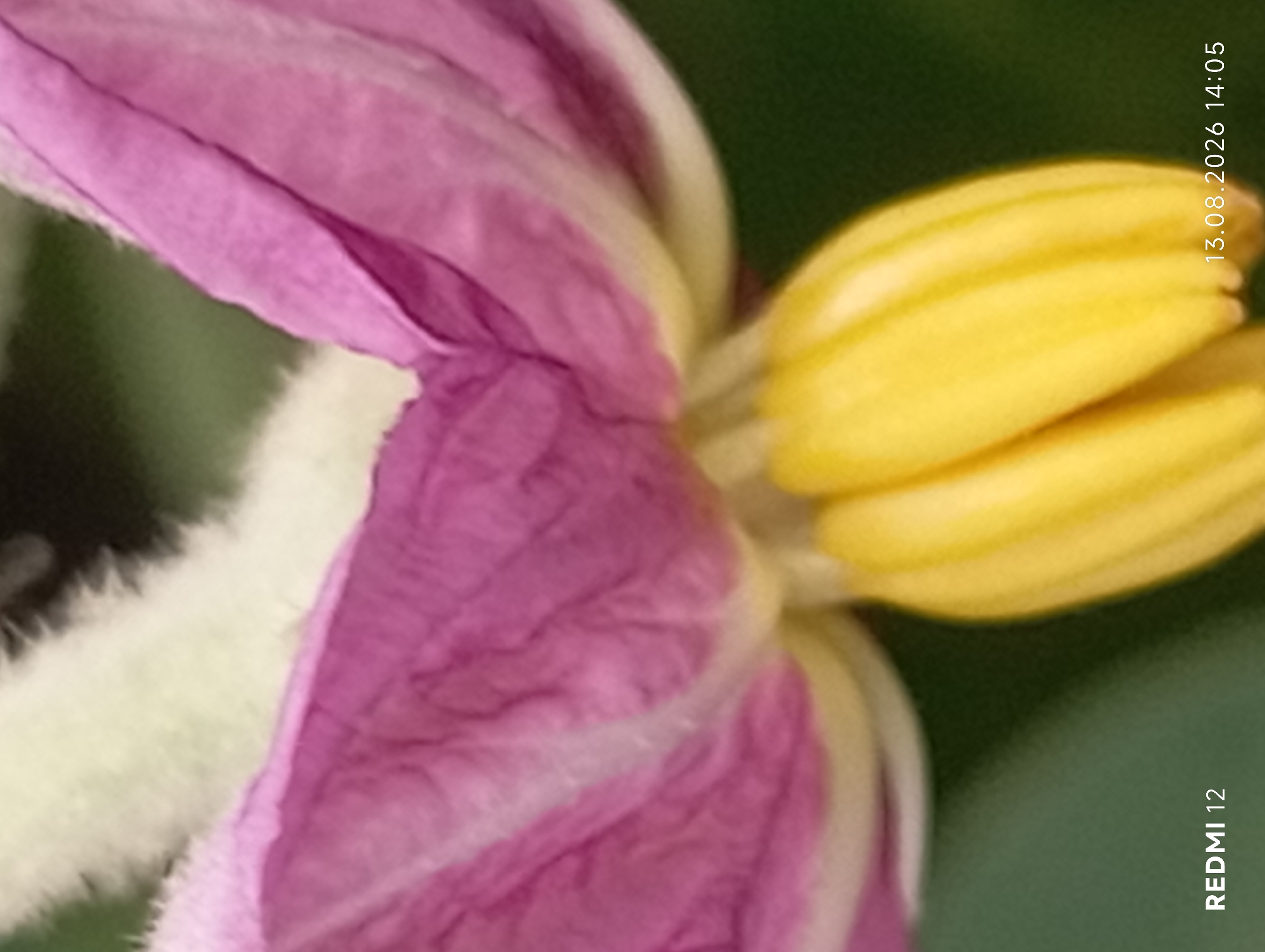 The image is a close-up, macro shot of a flower. The flower has vibrant purple petals that are delicate and unfurling. The center of the flower features bright yellow stamens. The background is a soft, blurred green, suggesting foliage. In the bottom left corner, the text "REDMI 12" is visible, indicating the device used for the photograph. In the bottom right corner, the timestamp "13.08.2026 14:05" is present. The image does not contain any information or visual cues that would allow for the identification of its location in the city of Smila, Ukraine, or any people, actions, or interactions.