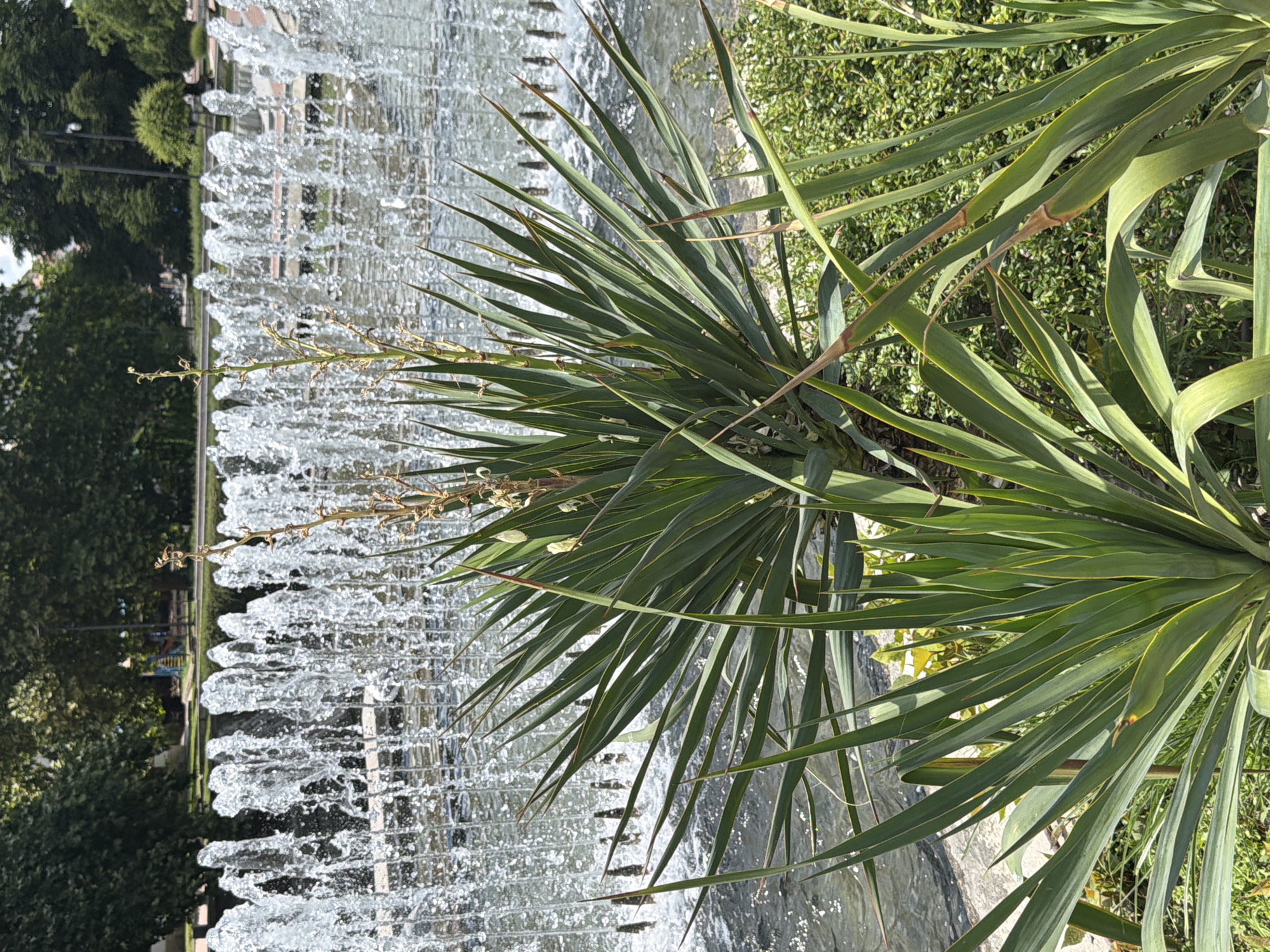 This media file captures a close-up view of a fountain with water cascading down its tiered structure. In the foreground, a lush green plant with long, spiky leaves dominates the right side of the frame, its foliage partially obscuring the fountain. The water from the fountain is a clear, bright white, creating a dynamic and refreshing visual effect.
Behind the fountain, glimpses of greenery and trees are visible, suggesting an outdoor setting likely in a park or public garden. The sunlight appears to be bright, casting shadows and illuminating the water, indicating it is daytime, possibly late morning or afternoon. The overall mood is serene and natural, highlighting the beauty of water and plant life.
No people are visible in the frame, and there are no discernible objects other than the fountain, the plant, and the surrounding natural elements. The location context provided (Pleven, Bulgaria) hints at a European setting. There is no visible text in the image. The focus is on the interplay of light, water, and foliage.