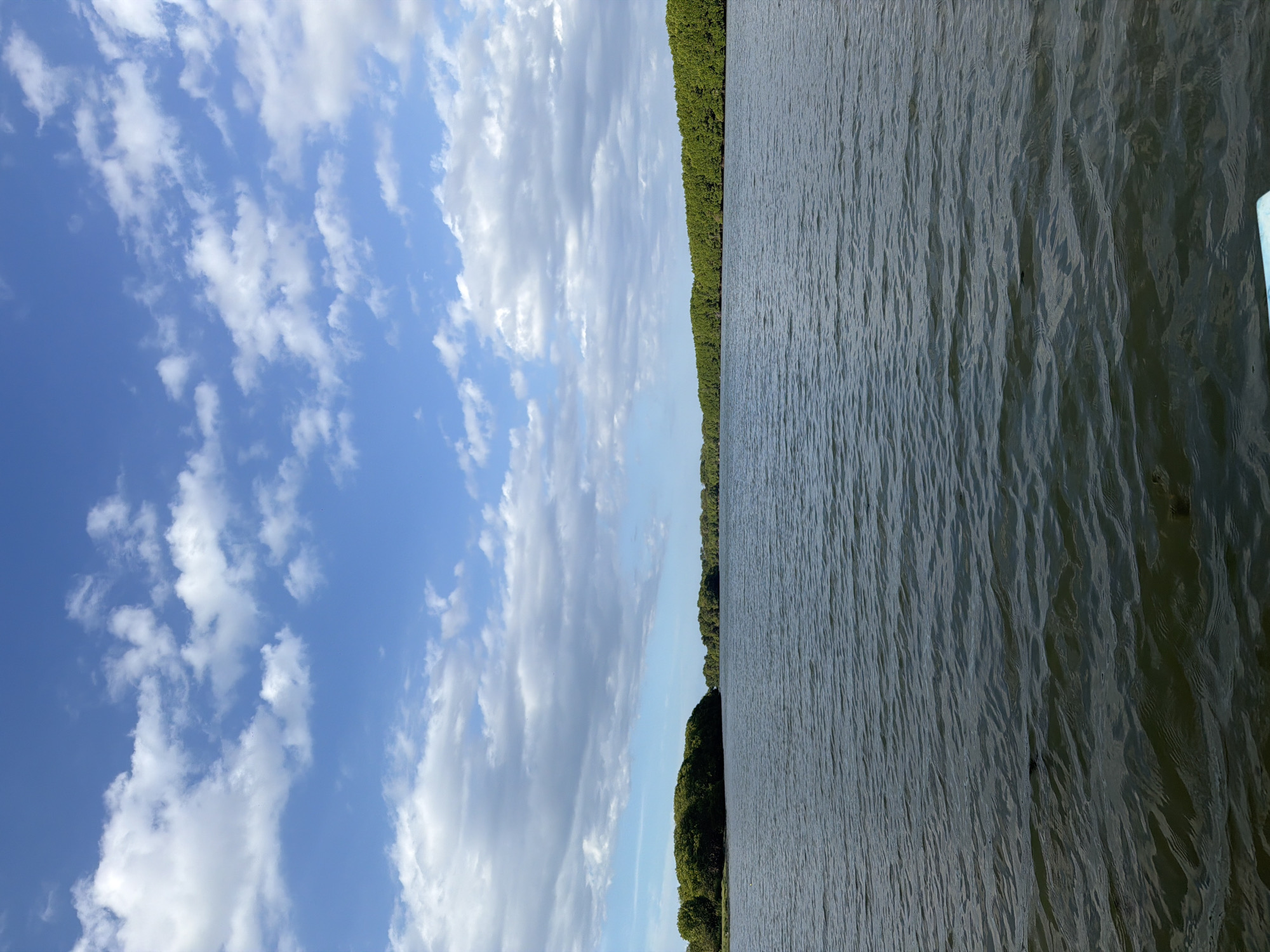 A wide shot captures a tranquil body of water, likely a lagoon or calm sea, under a sky filled with scattered white clouds against a vibrant blue backdrop. The water's surface is gently rippled, reflecting the sky and distant greenery. Along the horizon, a dense line of lush green trees, characteristic of mangrove forests, flanks the water. The scene suggests a natural, undisturbed environment, possibly within the coastal region of Pottuvil, Sri Lanka, known for its rich biodiversity and picturesque waterways. There are no people or visible man-made structures in the image, emphasizing the serenity of the natural landscape.