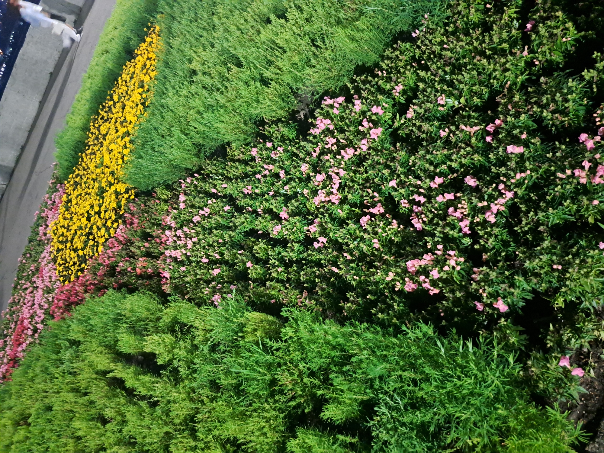 The image shows a flowerbed with several distinct sections of plants. The foreground features a dense, low-lying green shrub with fine leaves. Behind this, the flowerbed transitions to a section of taller, feathery green plants. Further back, a vibrant band of bright yellow flowers is visible, followed by a section of pink and red flowers. The flowerbed is bordered by a paved walkway, where a person wearing white clothing is walking away from the camera. The scene appears to be outdoors, likely in a park or public garden setting. The lighting suggests it might be evening or nighttime, with artificial illumination highlighting the plants. The image does not contain specific visual cues to pinpoint its location within Irkutsk, Russia.