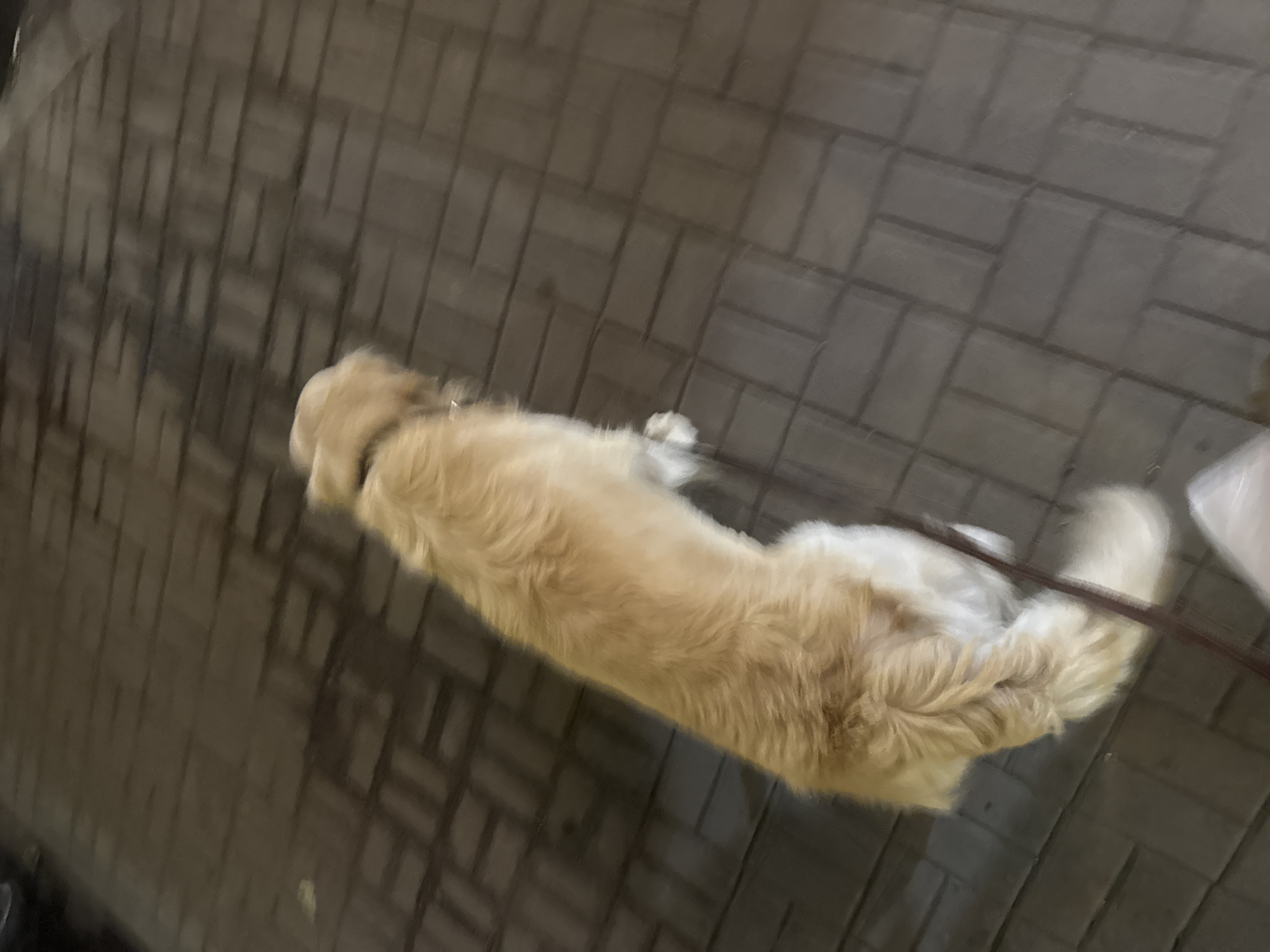 A light-colored dog is walking on a brick sidewalk. The dog is on a leash, and it appears to be moving away from the camera. The sidewalk is wet, suggesting it may have recently rained. The image is blurry, indicating motion blur. The location is the city of Yerevan, Armenia.