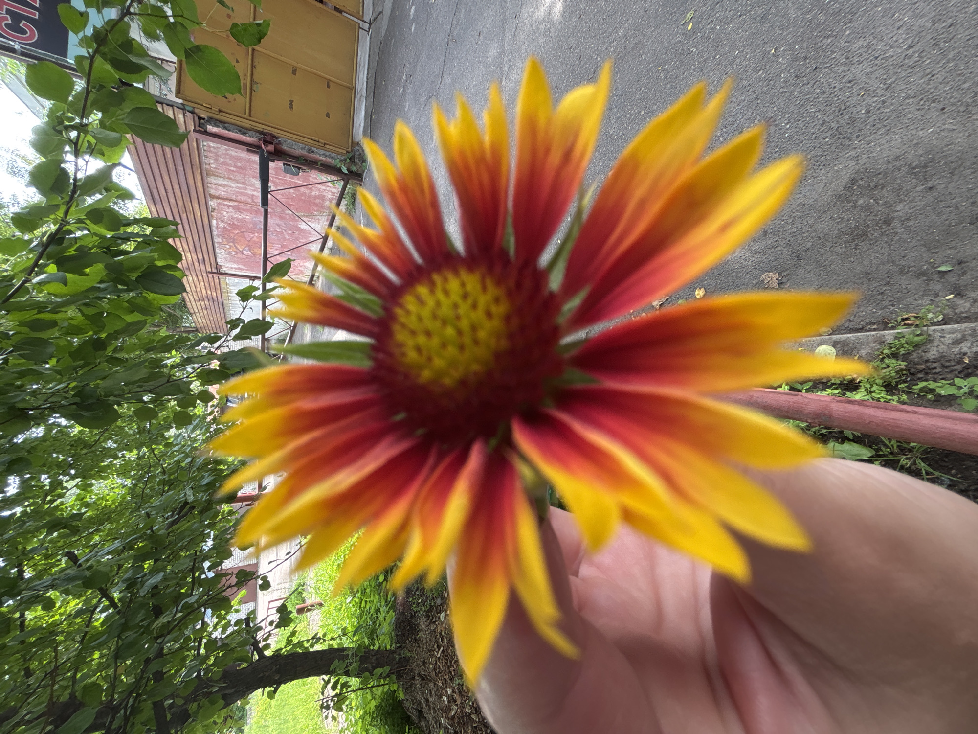 A close-up, shallow depth of field shot shows a hand holding a bright orange and red flower, likely a Blanket Flower (Gaillardia), in the foreground. The flower's petals are sharp and detailed, contrasting with the blurred background. Behind the flower, a tree with green leaves hangs over a rustic, wooden fence and a yellow metal gate. The ground is paved with asphalt and some patches of grass and dirt. The scene appears to be an outdoor setting, possibly a backyard or a public area in Blagoveshchensk, Russia, given the context. The overall impression is of a summery day, with natural elements interacting with man-made structures.
