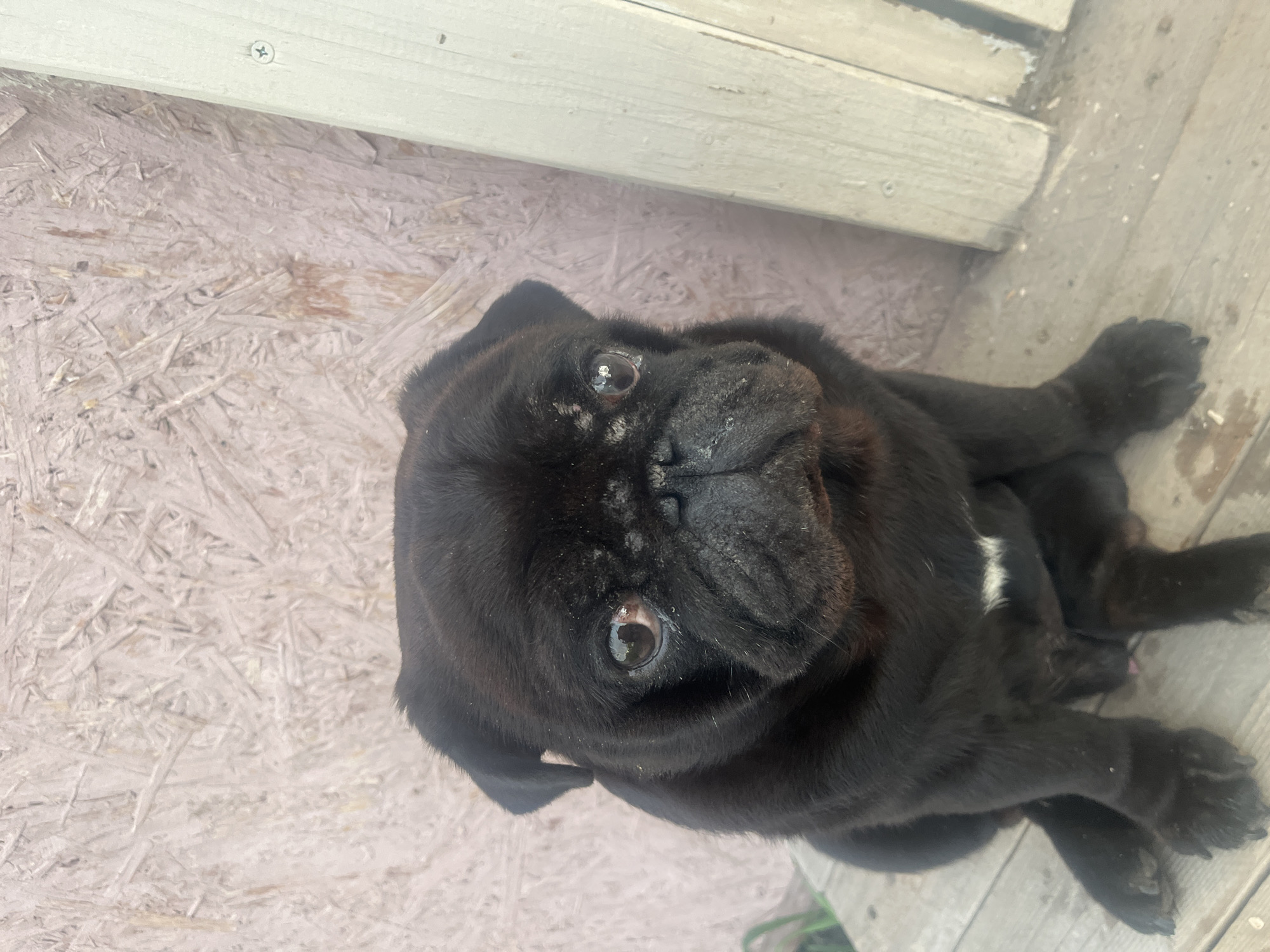 A black pug puppy is lying on a wooden surface, looking up at the camera. The puppy's face is wrinkled and its eyes are wide. There is a small patch of white fur on its chest. The background appears to be an outdoor setting, possibly a deck or porch, with wooden planks and a white trim. The lighting suggests it is daytime. The puppy's expression could be interpreted as curious or expectant. No visible text is present in the image. The location context is Klepiki, Russia.
