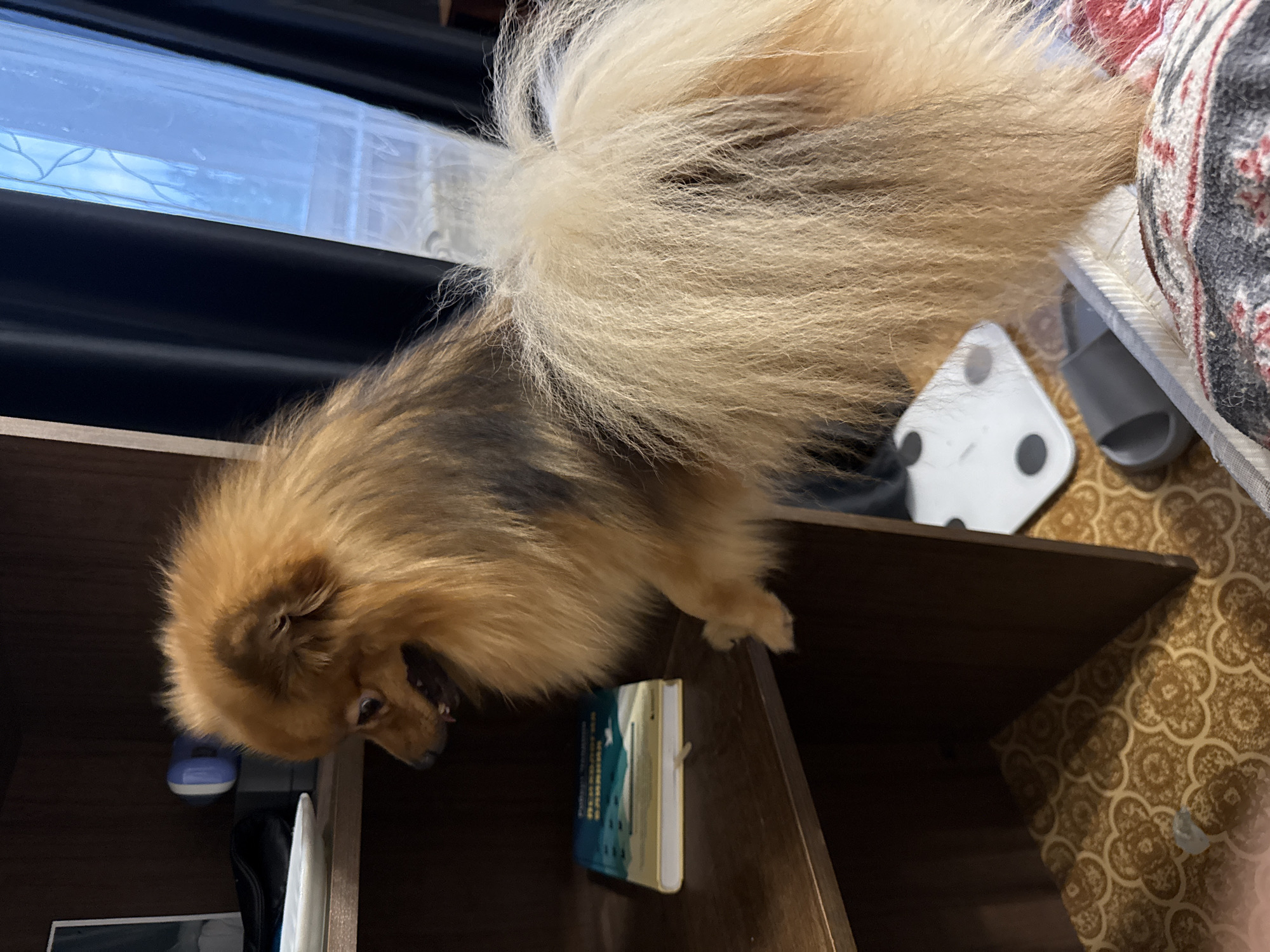 A medium shot depicts a Pomeranian dog standing on a dark wooden shelf. The dog's coat is a mix of brown and tan, with a lighter, fluffy tail. The dog is looking down, and its mouth is slightly open. The shelf contains a book with a blue and green cover. Behind the dog, on the shelf, are a white bathroom scale and a gray slipper on top of a bed. The background includes a window with blinds and dark curtains. The floor has a patterned carpet. There is no indication of the city or region, and therefore, no information to establish if the image was taken in Khimki, Russia.