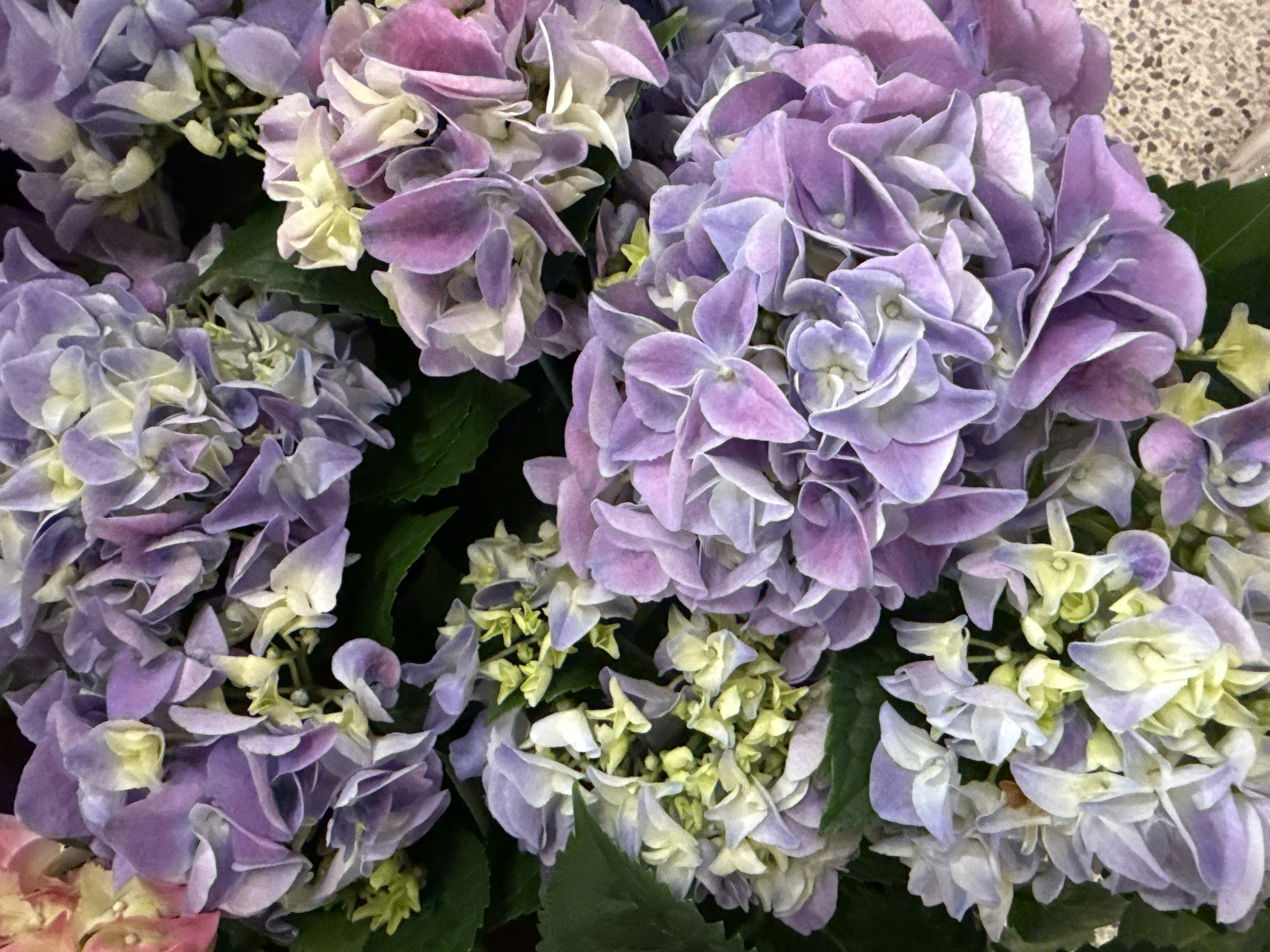 The image presents a close-up view of a cluster of purple hydrangeas. The flowers exhibit varying shades of purple, with some petals displaying hints of white or light yellow. Green leaves are visible amidst the flowers, adding to the natural setting. The context of Hollywood, United States of America, is not ascertainable from the image itself.