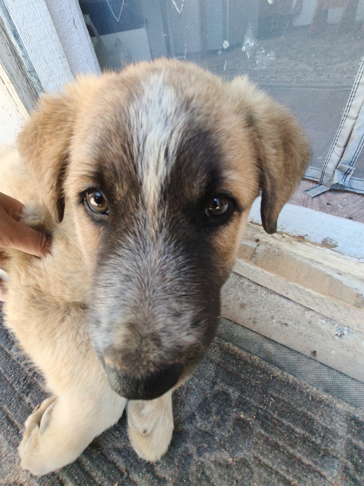 A close-up, eye-level, medium shot captures a puppy with tan and gray fur, and dark brown eyes. The puppy is looking directly at the camera. The puppy's right paw is resting on a dark gray mat, and its left paw is partially visible behind it. A human hand, with fingers extended, is gently touching the puppy's ear on the left side of the frame. The background consists of light-colored wooden planks and a slightly blurred window with a mesh screen. The scene appears to be outdoors, possibly on a porch or near a doorway.