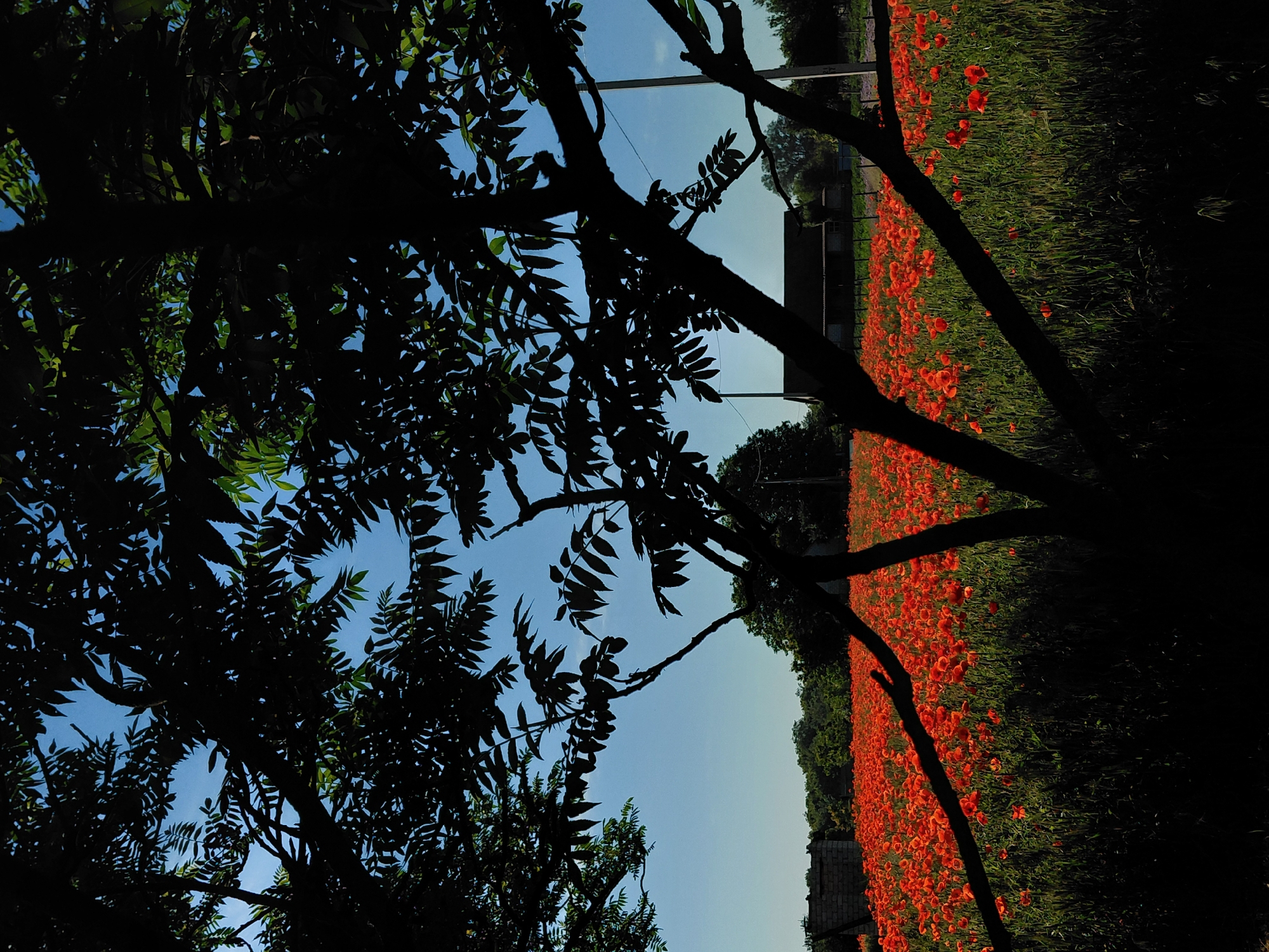 A vertical photograph captures a rural scene in Ustyvytsia, Ukraine, under a clear blue sky. The foreground is dominated by the dark silhouette of a large deciduous tree, its branches and visible compound leaves framing the composition. Through gaps in the foliage, a uniform, bright blue sky is discernible. The midground features an expansive field densely covered with red poppies (Papaver spp.) blooming amidst green vegetation. In the left background, a partially obscured structure made of light-colored blocks or bricks is visible. To the right background, a small house with a dark roof and light-colored walls stands in the distance, accompanied by utility poles. A distant line of green trees forms the horizon. The scene is illuminated by natural sunlight, causing the foreground tree to be cast in deep shadow. No human figures or specific activities are observable within the frame.