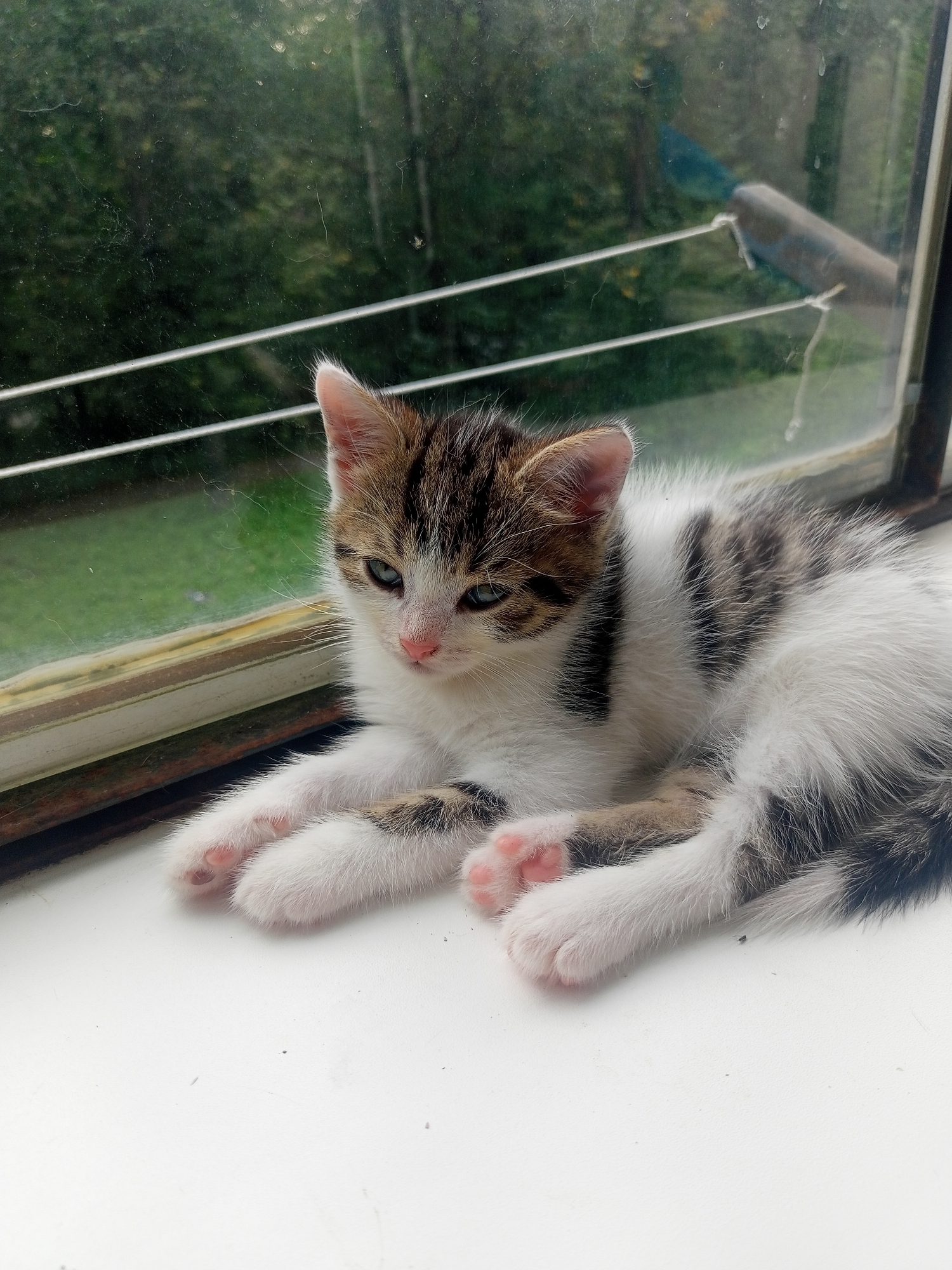 A young, tabby and white kitten is resting on a white windowsill. The kitten is looking towards the left of the frame with a slightly tilted head and its eyes are open. The kitten's fur is soft and appears fluffy. Its front paws are extended forward, revealing pink paw pads. Behind the kitten, a window offers a view of lush green foliage and trees, suggesting an outdoor environment. The window itself appears somewhat aged, with a wooden frame and multiple panes. The scene is consistent with a domestic setting, possibly a home in Miass, Russia, where a pet is enjoying a quiet moment by the window.