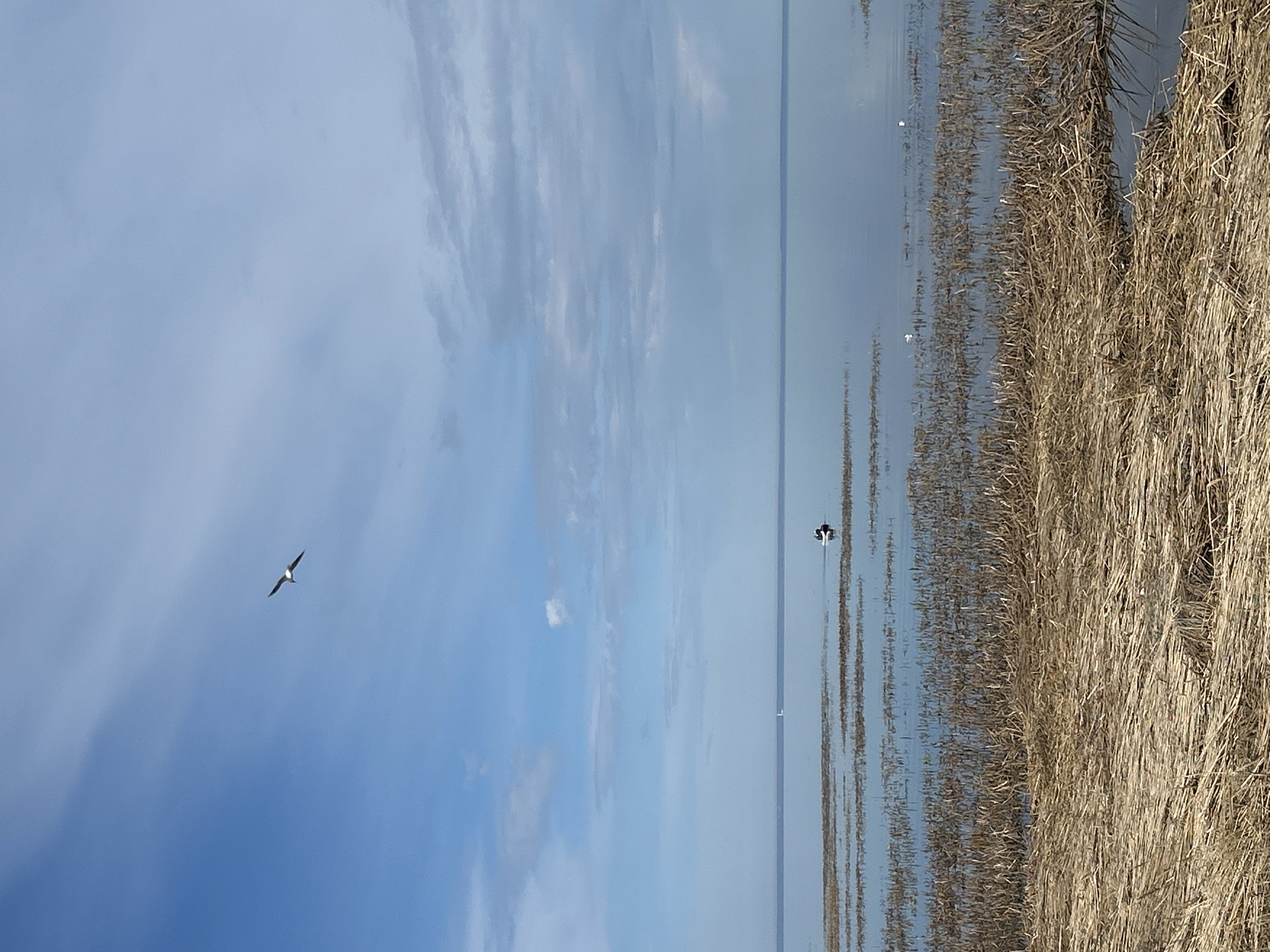 The image shows a landscape with a body of water, likely a lake or sea, taking up a significant portion of the scene. In the foreground to the right, there is a dense growth of dry, brown reeds or grasses extending vertically along the frame. To the left of these reeds is the water, appearing calm with subtle reflections. A bird is seen in the sky, in the upper left corner. The sky is blue with scattered clouds.
