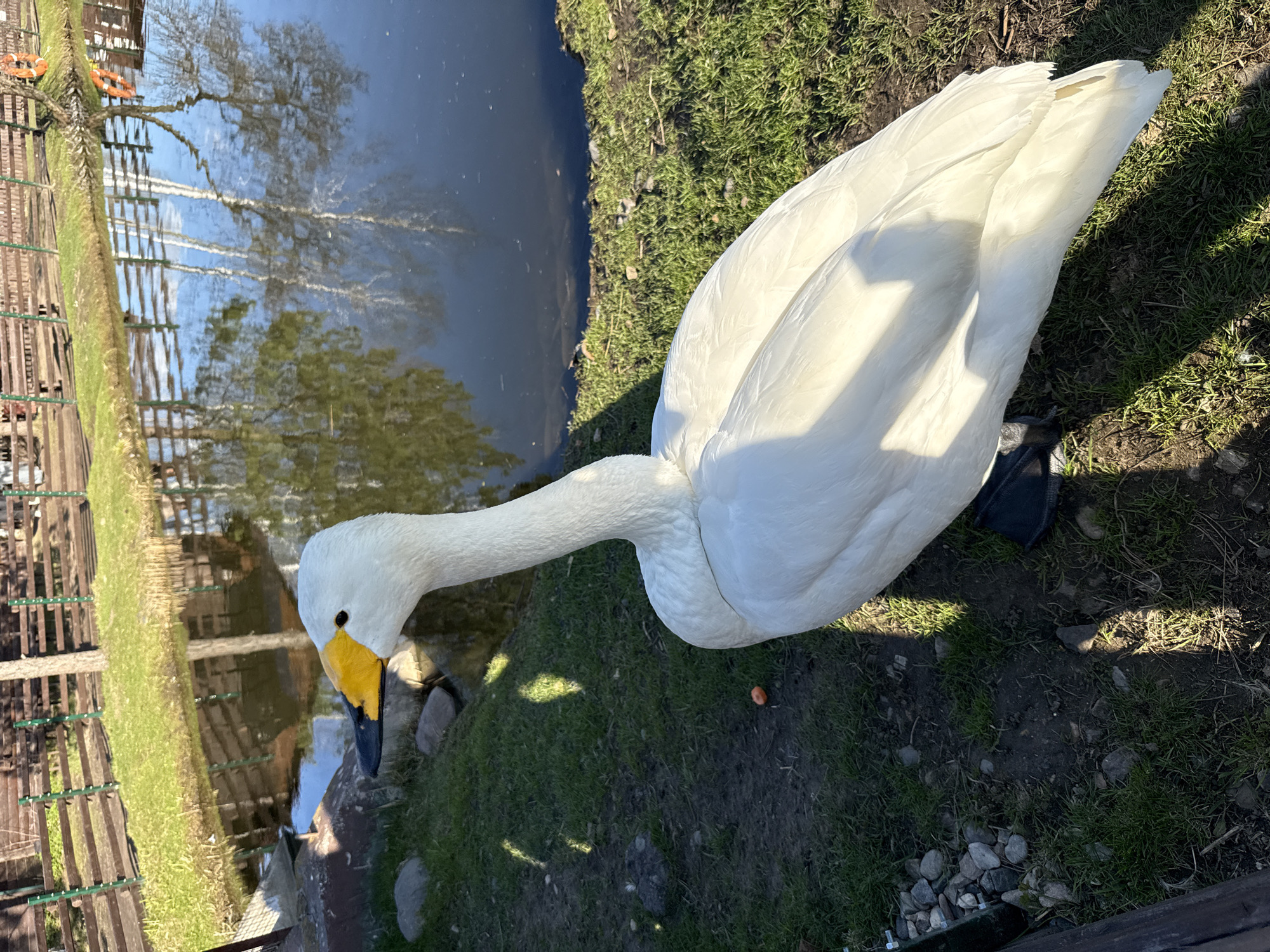 The image shows a white swan with a yellow and black beak standing on green grass near a body of water. The swan is positioned on the right side of the frame, and its long neck is bent downwards toward the water's edge. In the background, the water reflects trees and a fence. The location is Unknown, Unknown.