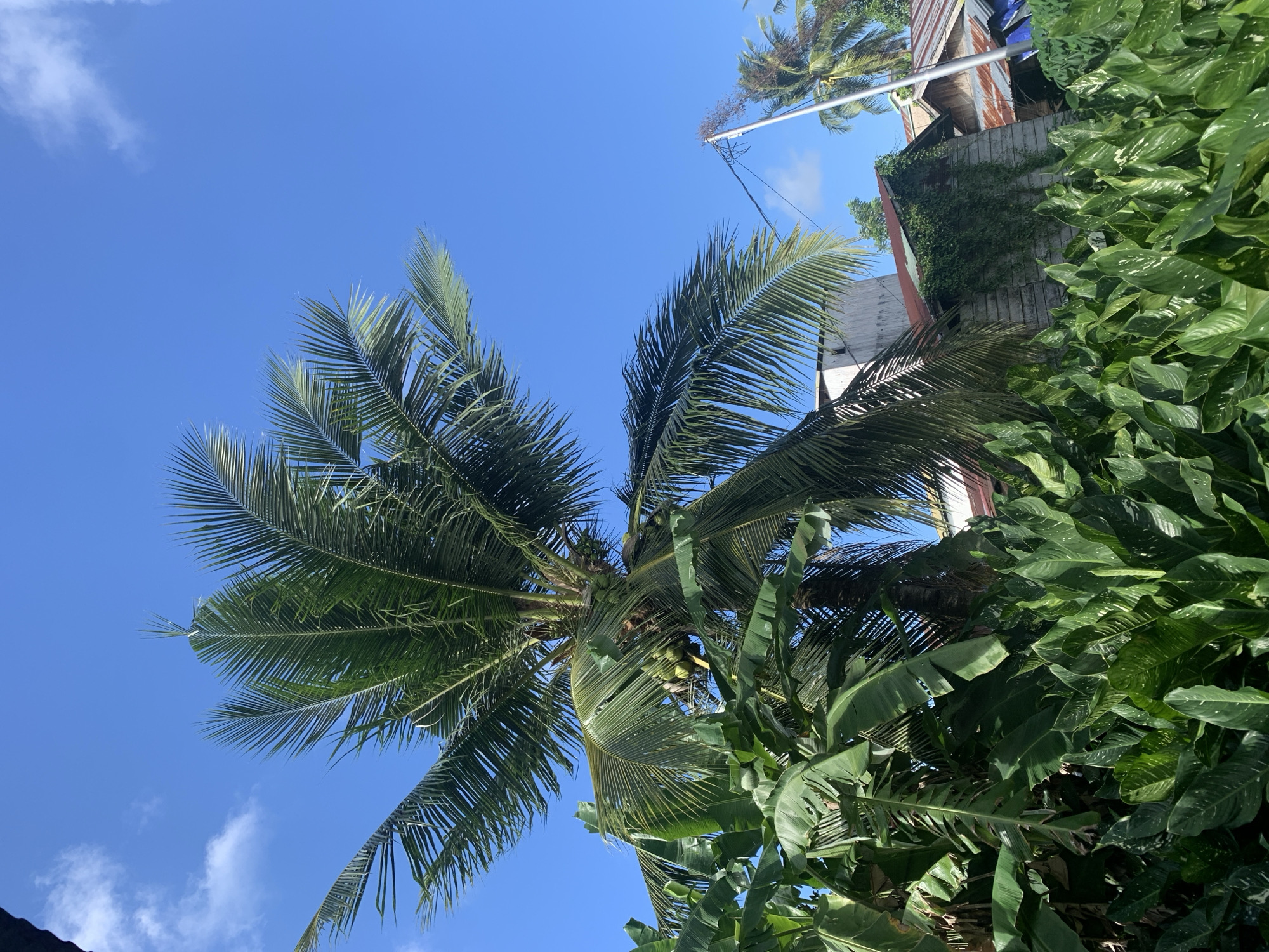 In Kuala Pembuang, Indonesia, a cluster of lush green plants, including banana trees and other leafy foliage, dominates the foreground of the image. Towering above them is a mature coconut palm tree bearing a visible cluster of green coconuts. In the background, a weathered, rustic wooden building with a red corrugated metal roof is partially covered in ivy. Adjacent to it, another structure with a similar rusted metal roof is visible, suggesting a residential or utilitarian area. A utility pole with wires stretches across the sky. The scene is set against a clear blue sky dotted with a few wispy white clouds, indicating fair weather.