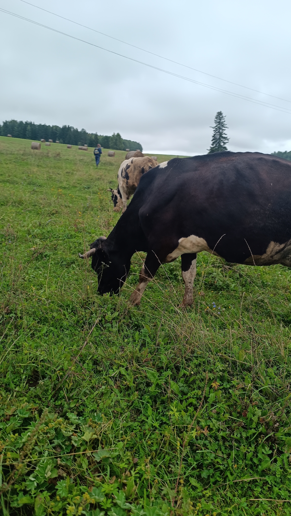 In a grassy field under an overcast sky, a black and white cow is grazing in the foreground. Its head is down, focused on eating the green vegetation. Behind it, another cow, light brown and white, is also grazing. In the middle ground, a person wearing a blue jacket and jeans is walking away from the camera, towards a line of trees. The field is dotted with round hay bales, and a tall, slender evergreen tree stands out against the sky. Power lines stretch across the upper part of the image. The location is identified as Karsha, Russia.
