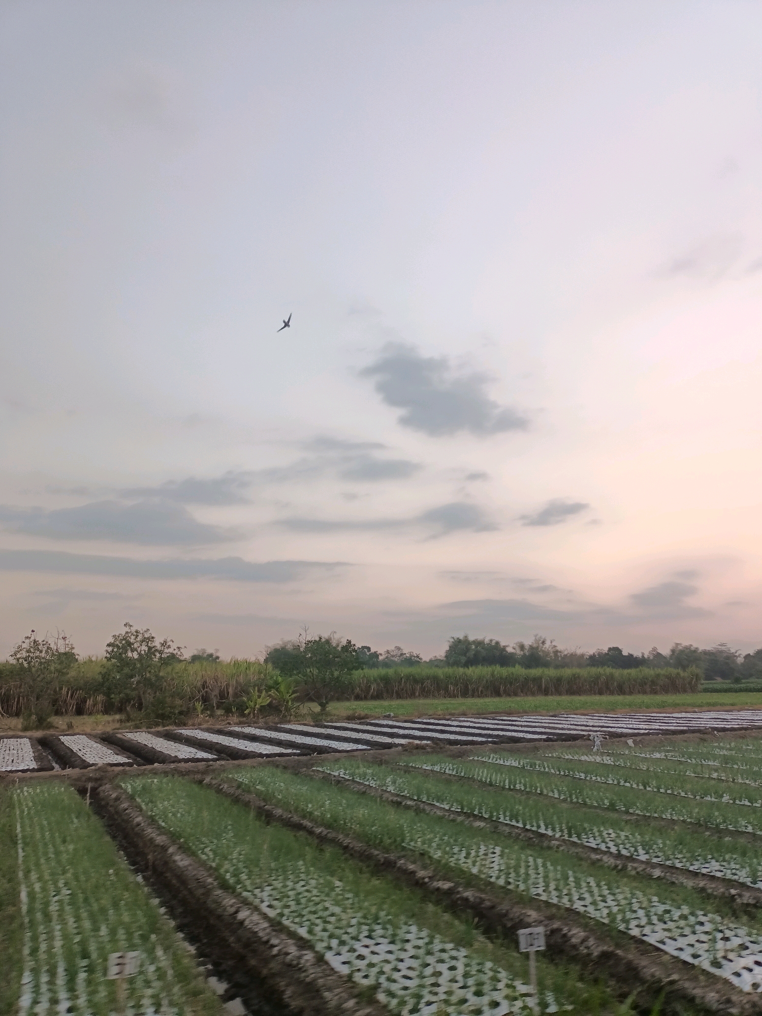 The image depicts an agricultural field in Badas, Indonesia, during what appears to be dawn or dusk. The sky is overcast with soft hues of pink and gray, with a single, distant bird in flight. The foreground is dominated by meticulously organized rows of crops, possibly young onions or similar plants, covered in white plastic mulch. These rows are raised beds, separated by dark soil trenches. In the background, a line of trees and tall grass creates a natural border, with hints of sugarcane or bamboo visible. The overall scene is tranquil and indicative of rural agricultural activity.