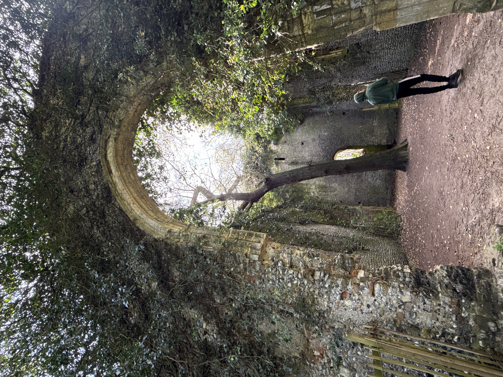 An atmospheric photograph captures the ruins of an ancient structure, likely in Great Yarmouth, United Kingdom, with nature having significantly reclaimed parts of it. The scene is dominated by a large, ornate stone archway on the left, almost entirely enveloped by dense, dark green ivy and other foliage. Sunlight streams brightly through the opening of the archway, illuminating parts of the vegetation and creating a high-contrast effect.
On the right side of the image, crumbling walls, constructed from a mix of flint and brick, are visible. A large, gnarled tree trunk extends horizontally from one of these walls, its bare branches reaching towards the bright sky seen through the arch. Further into the ruins, another smaller arched opening can be seen in the background wall.
A single person stands on a dirt path covered with fallen leaves and debris, in the right-center of the frame. Dressed in a dark green hooded jacket, black trousers with a white stripe, and dark shoes, they appear to be looking upwards or towards the bright opening. Their posture suggests observation or contemplation of the historical surroundings. The time of day appears to be daytime, possibly mid-morning or afternoon, given the bright, direct sunlight. The overall impression is one of serene decay, where human history and natural growth intertwine. There is no visible text in the image.