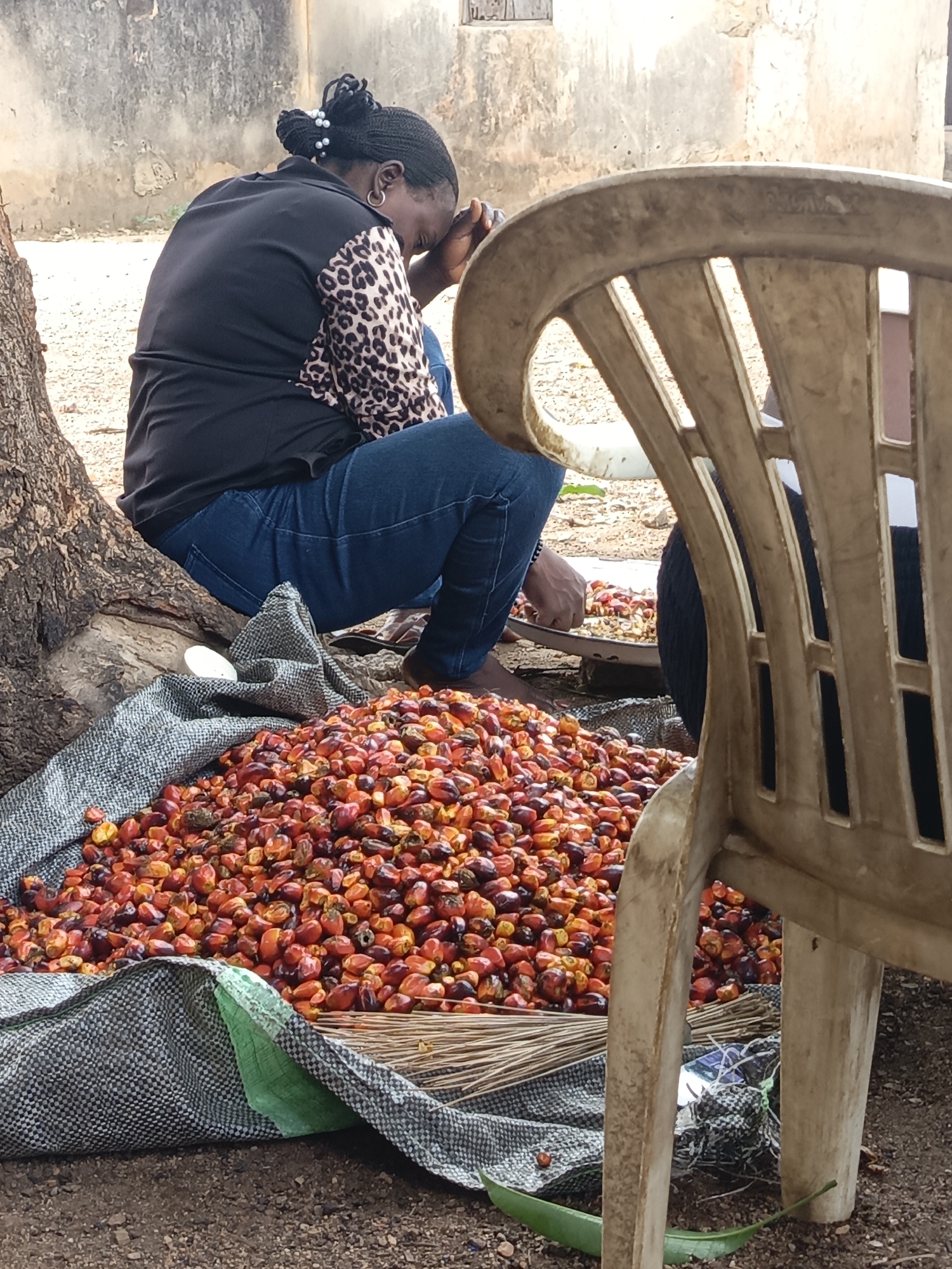 This outdoor image, captured in Akwanga, Nigeria, portrays a woman engaged in the manual processing or sorting of a substantial pile of palm kernels. The setting features a dirt ground, a gnarled tree trunk to the left, and a faded, light-colored wall in the background.
The main subject is a woman, viewed from her back and left profile, seated or squatting close to the ground. She is dressed in a black long-sleeved shirt with leopard-print panels on the arms and blue jeans. Her hair is braided and styled into a bun, accented with light-colored beads. Her head is bent downwards, with one hand near her face, indicating concentration or possibly weariness from her work.
In the foreground, a large quantity of reddish-orange palm kernels is spread across a grey and green woven sack. A bundle of thin sticks, possibly for a broom or processing tool, lies alongside the kernels. A light-colored plastic chair is partially visible on the right, framing the scene. A metal tray or pan containing some kernels is positioned in front of the woman, suggesting she is actively handling them. The natural, soft light indicates it is daytime. There is no visible text in the image.