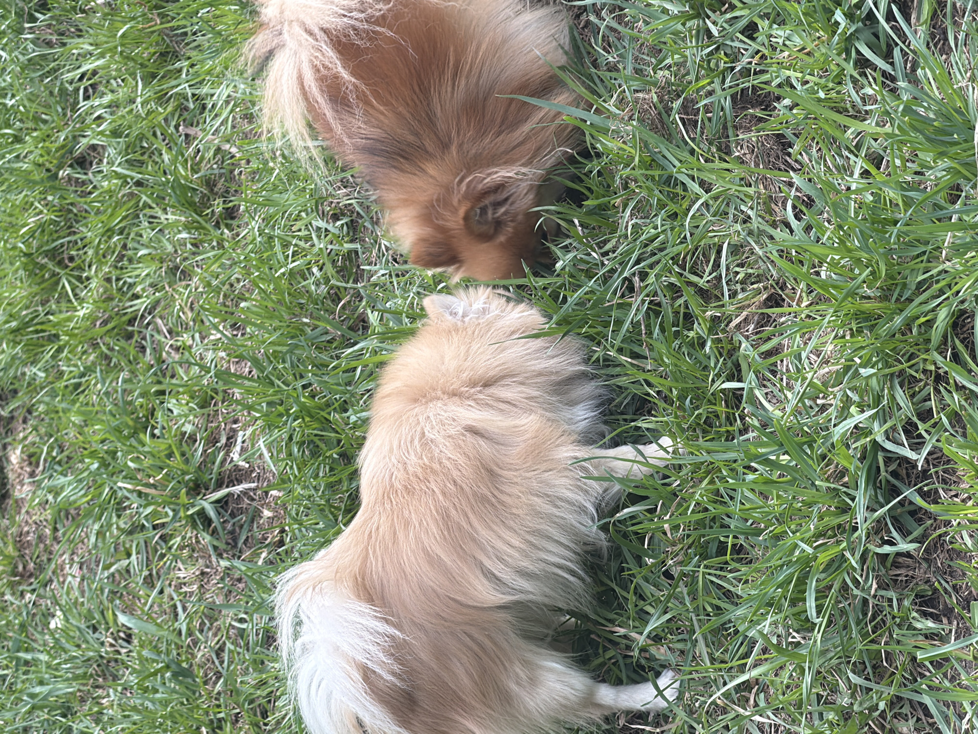 Two dogs, likely Pomeranians due to their size and fluffy coat, are in a grassy area. The dog in the foreground has a cream-colored coat with a white tail and paws. The other dog has a darker, reddish-brown coat. The dogs appear to be interacting, possibly sniffing each other. The scene is set in a grassy area, with evidence of dry or dead grass visible at the soil level. The location is identified as Chaikovsky, Russia, based on user information.