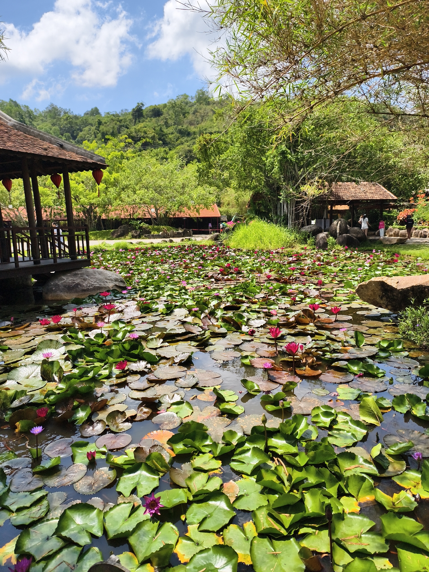 The image captures a scenic view of a pond densely populated with water lilies in what appears to be a park or garden setting. The location is Unknown, Unknown. The water lilies display a variety of colors, including pink, red, and white flowers amidst numerous green lily pads. The pond is surrounded by lush greenery, with trees and vegetation covering the landscape beyond. In the background, there are structures resembling pavilions with traditional roofs. Some people are visible near one of the structures, suggesting a public or tourist-oriented location. The overall scene evokes a sense of tranquility and natural beauty.