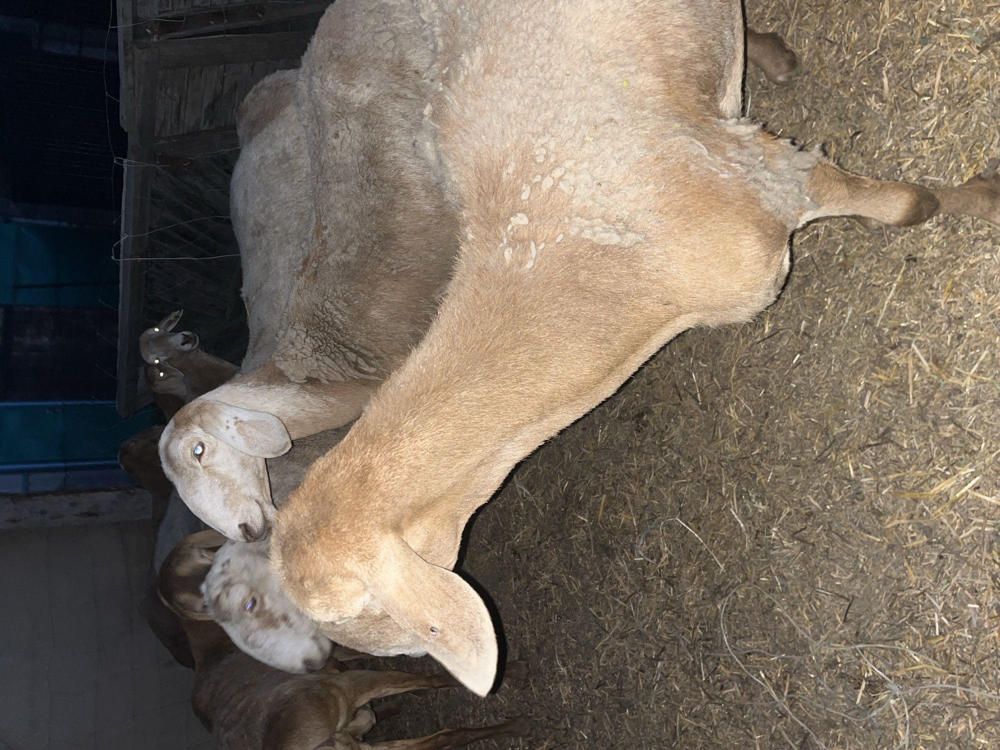 In Karakol City, Kyrgyzstan, a herd of sheep stands in a dimly lit, indoor enclosure. The enclosure is covered with a thick layer of straw, suggesting a stable or barn environment. The sheep are primarily light brown and white, with some exhibiting blue eyes. The lighting in the image is low, creating shadows and highlighting the reflective quality of the sheep's eyes. The scene depicts a group of farm animals in their natural habitat, likely during the evening or night given the low light conditions.