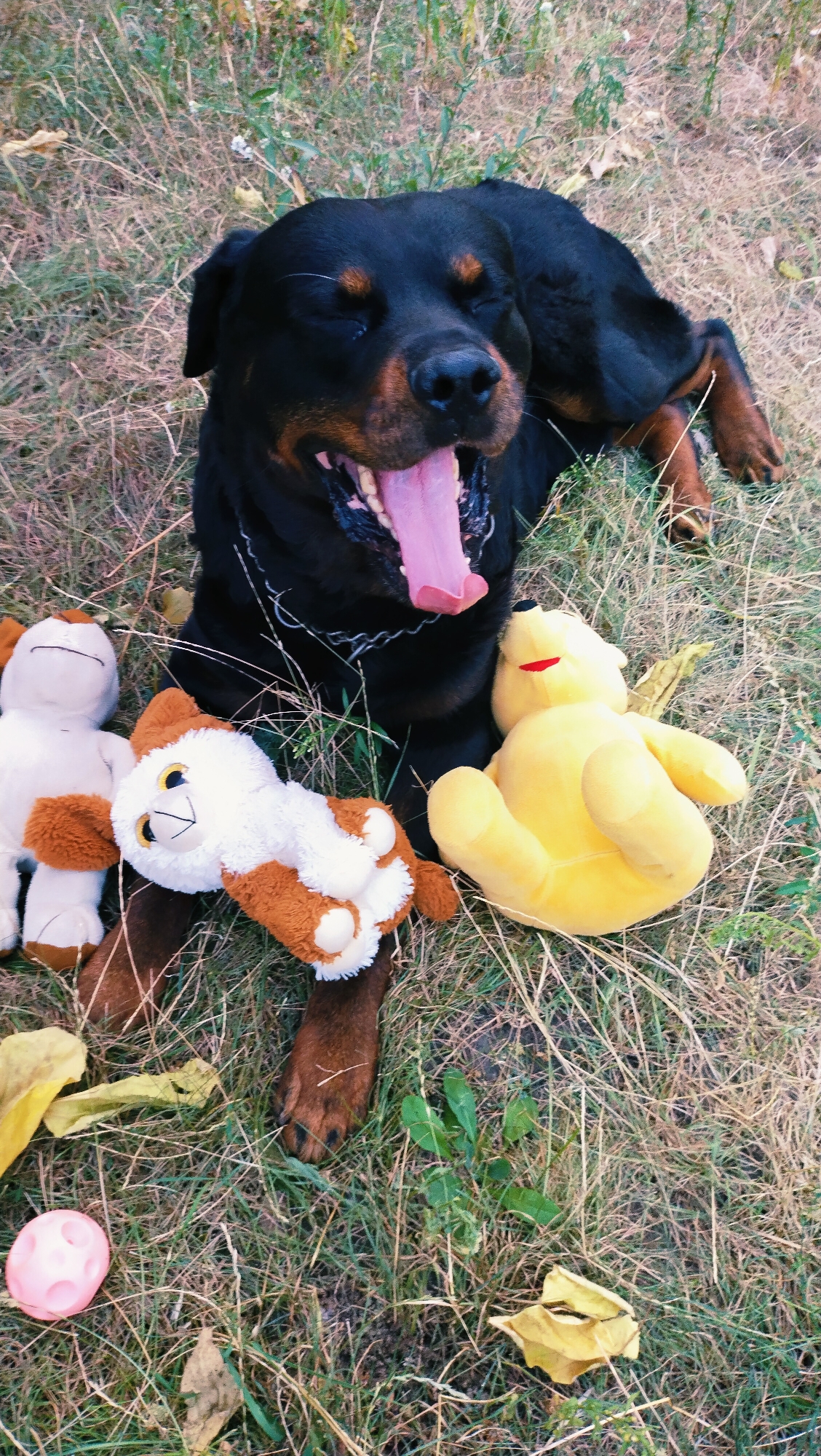 A Rottweiler dog is lying on dry grass in an outdoor setting, possibly a park in Horishni Plavni, Ukraine, surrounded by several plush toys. The dog's mouth is open wide in a yawn, revealing its pink tongue and teeth, and its eyes are closed. To the left of the dog are two plush toys: a white one with brown accents and a smaller brown and white toy that resembles a cat. To the right of the dog is a large yellow plush toy, which appears to be Winnie the Pooh. A small pink ball is visible on the grass in the lower left corner of the image. The ground is covered with dry, sparse grass and a few fallen yellow leaves, suggesting an autumn season. The lighting is natural, indicating it's daytime.