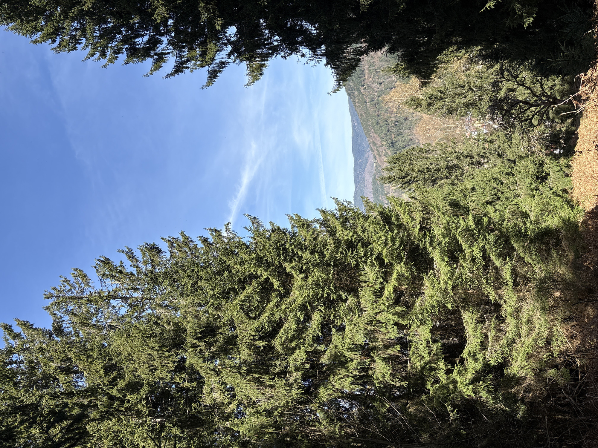 The image shows a view looking upwards through trees. The sky is blue with thin, wispy clouds. In the distance, a tree covered slope can be seen. The trees in the foreground are green. The picture was taken in Forbach, Germany.