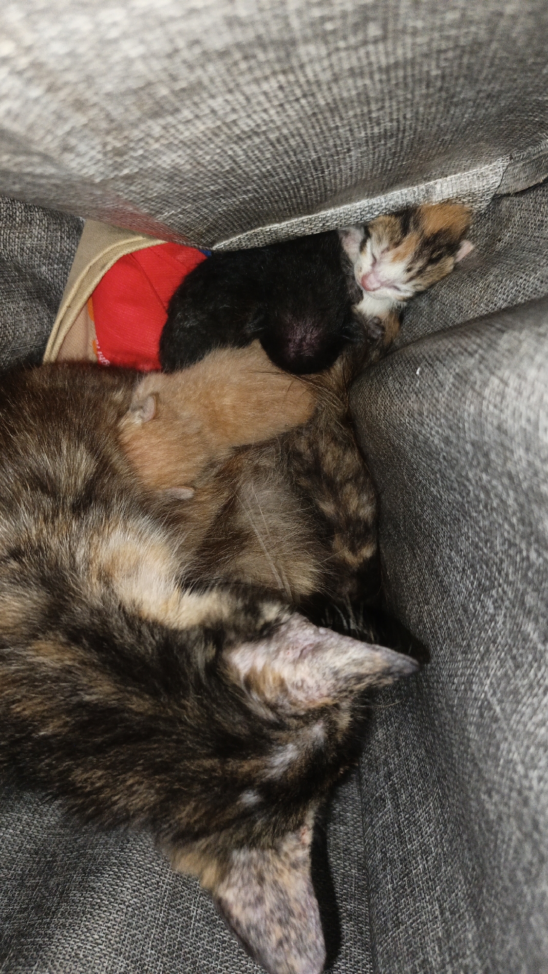 The image shows a close-up of a mother cat with her kittens sleeping on a grey fabric surface, possibly a couch. The mother cat is a tortoiseshell breed, with a mottled pattern of brown, black, and cream fur. She is lying on her side, curled up with her kittens.
Two kittens are visible. One is a calico kitten, with patches of black, orange, and white fur. It is nestled against the mother cat's body, with its eyes closed. Another kitten, a solid light brown color, is partially visible between the mother cat and the calico kitten. A third kitten, mostly black with some white on its face, is also visible. They appear to be very young, likely newborns, based on their size and the fact that their eyes are closed.
A red and tan object, possibly a blanket or a toy, is tucked beneath the kittens. The lighting is dim, suggesting the photo was taken indoors in low light conditions. The background is a textured grey fabric, consistent with upholstery. There are no specific elements in the image that indicate the location is Tigaraksa, Indonesia; it is a generic indoor scene.