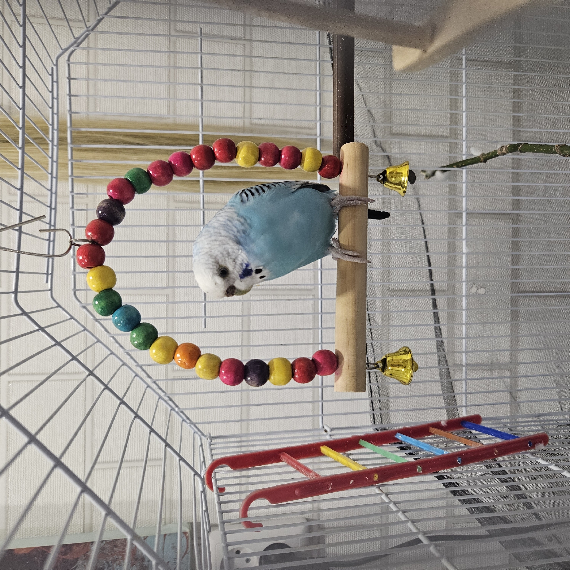 A budgie is perched on a wooden dowel inside a white wire cage. The budgie is light blue with white and black markings. A colorful beaded arch toy hangs above the budgie, featuring red, yellow, green, blue, and purple beads. Two small gold bells hang from the dowel below the budgie. To the left of the cage, a red plastic ladder toy is visible. The background of the cage is a white textured wall. The image does not provide any information about the city of Chelyabinsk, Russia.