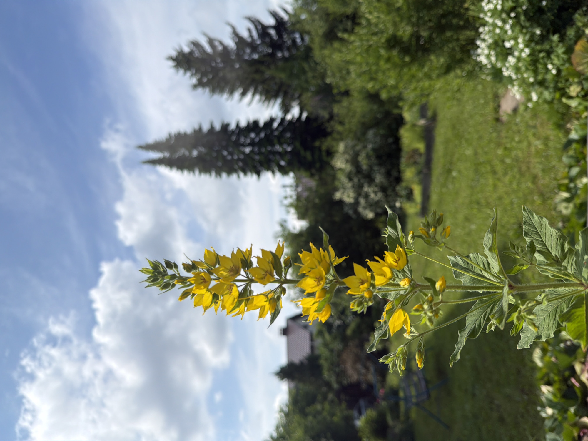 The image captures a close-up view of a tall, vibrant yellow flower with multiple blooms and green leaves, set against a blurred background of a garden. In the distance, a house with a red-tiled roof and several evergreen trees are visible under a partly cloudy blue sky. The garden itself features a green lawn, a path, and various bushes and plants, including a cluster of small white flowers to the right. A swing set is partially visible in the lower left of the frame, suggesting a residential backyard. The scene is peaceful and depicts a sunny day in what appears to be a suburban or rural setting.