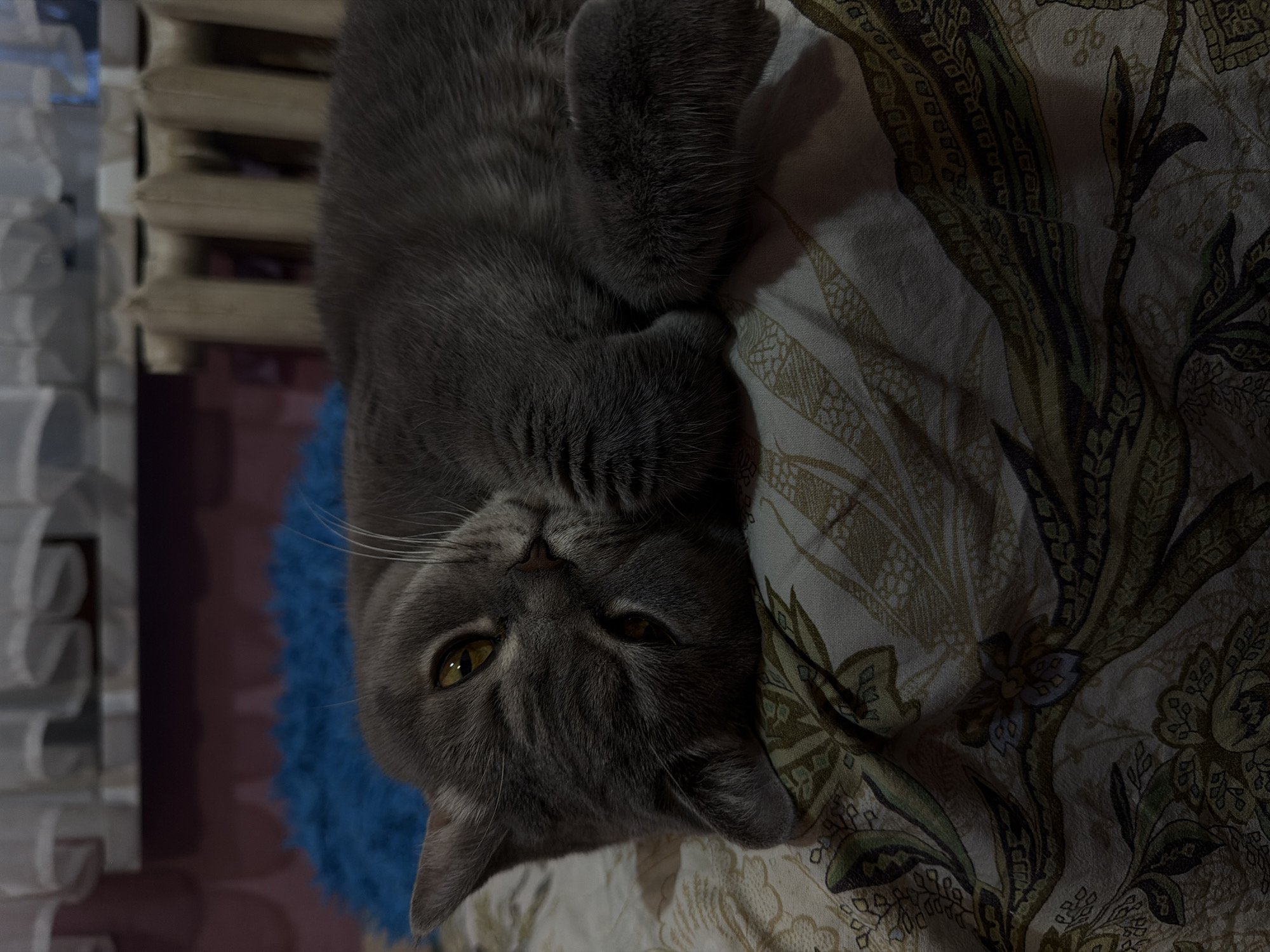 A grey cat with golden eyes is lying upside down on a patterned bed cover. To the left of the cat is a blue rug and a radiator. The image was taken in Perm, Russia.
