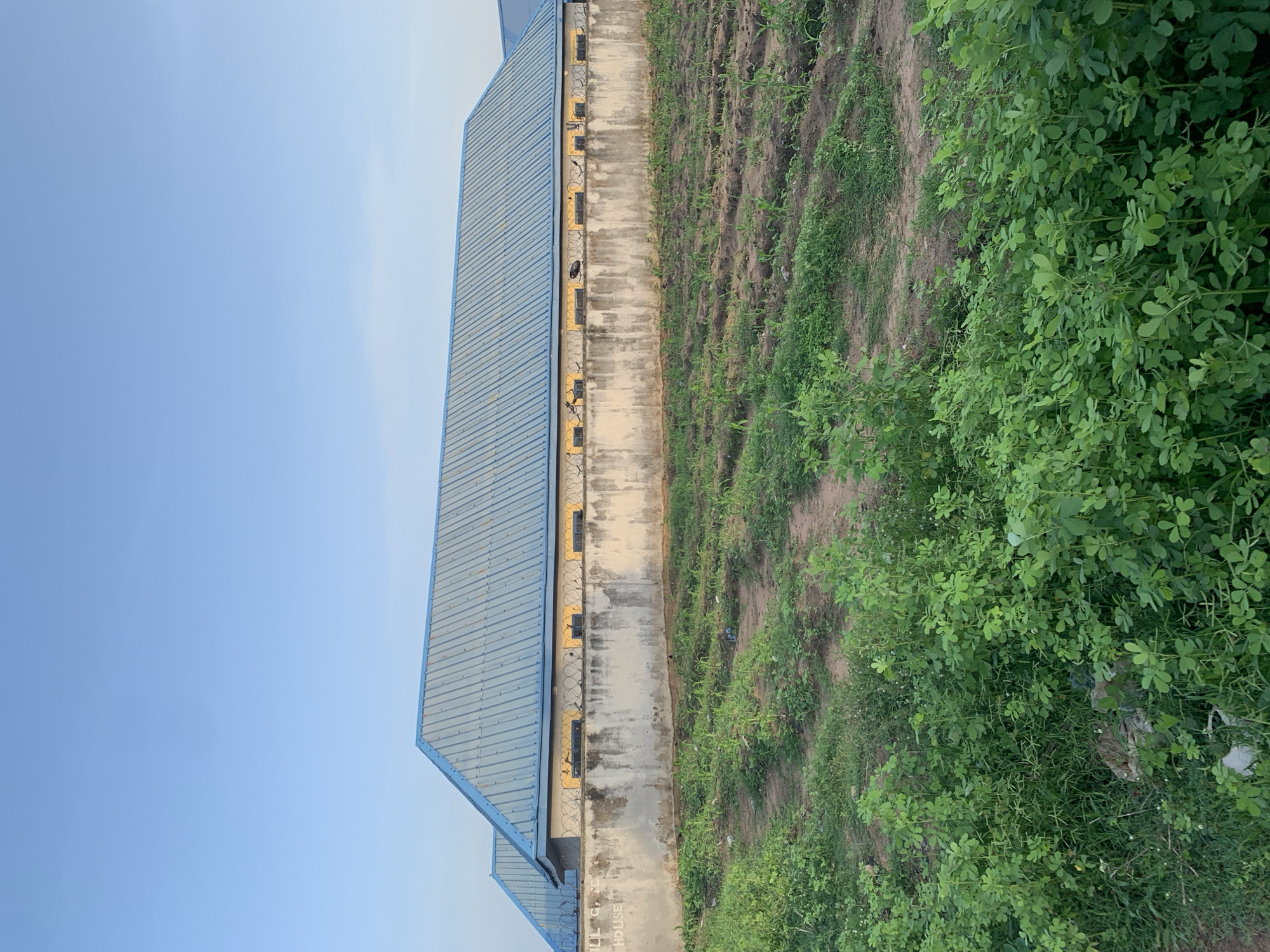 The image captures a section of a building with a blue metal roof, situated behind a concrete wall. The building appears to be low-rise, with several windows visible along its facade. The wall is weathered and shows signs of age. In front of the wall, a field is visible, with rows of young plants and patches of green vegetation. The overall scene suggests an outdoor setting, possibly on the outskirts of a city. The sky is clear and blue, indicating fair weather. The image was taken in Jalingo, Nigeria.