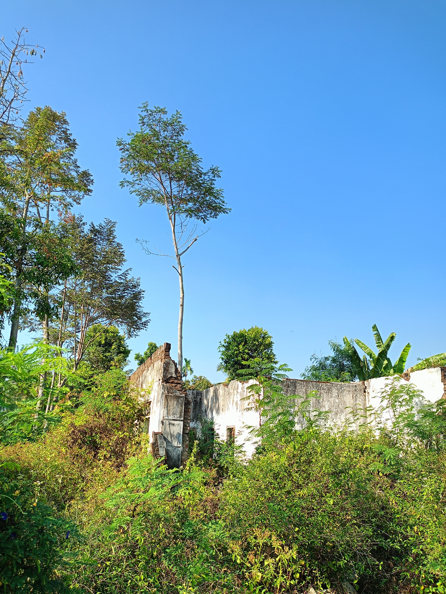 The image depicts the overgrown ruins of a building in Jelbuk, Indonesia. The structure is mostly white with visible brickwork in places, and it is heavily encroached upon by dense green vegetation, including trees and shrubs. A tall, slender tree grows directly from the ruined wall. The sky above is a clear, bright blue. There are no people or animals visible in the frame. The scene suggests a neglected or abandoned site.