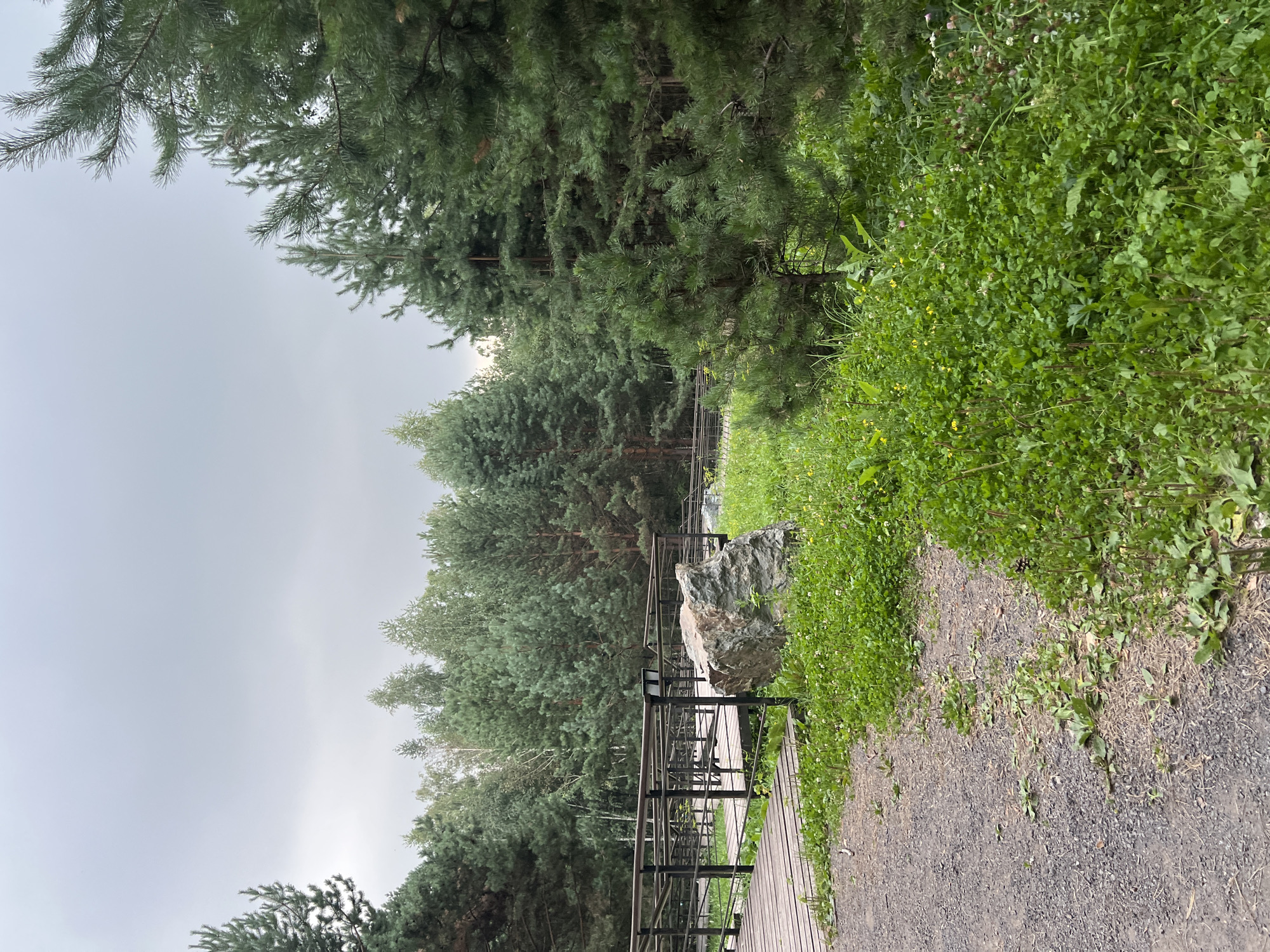 The image depicts a wooden boardwalk winding through a forest. The boardwalk is constructed with wooden planks and features dark metal railings. A large, rough-textured grey boulder rests beside the boardwalk in the foreground. The area is overgrown with lush green grass and clover, dotted with small yellow and white wildflowers. Behind the boardwalk, a dense forest of evergreen trees, primarily pines, stretches into the distance under an overcast sky. The scene appears to be a natural park or recreational area, likely located in the city of Krasnoyarsk, Russia, given the dense pine forests characteristic of the region. There are no people or animals visible in the image. The overall atmosphere is one of natural tranquility and a slightly muted, cloudy day.