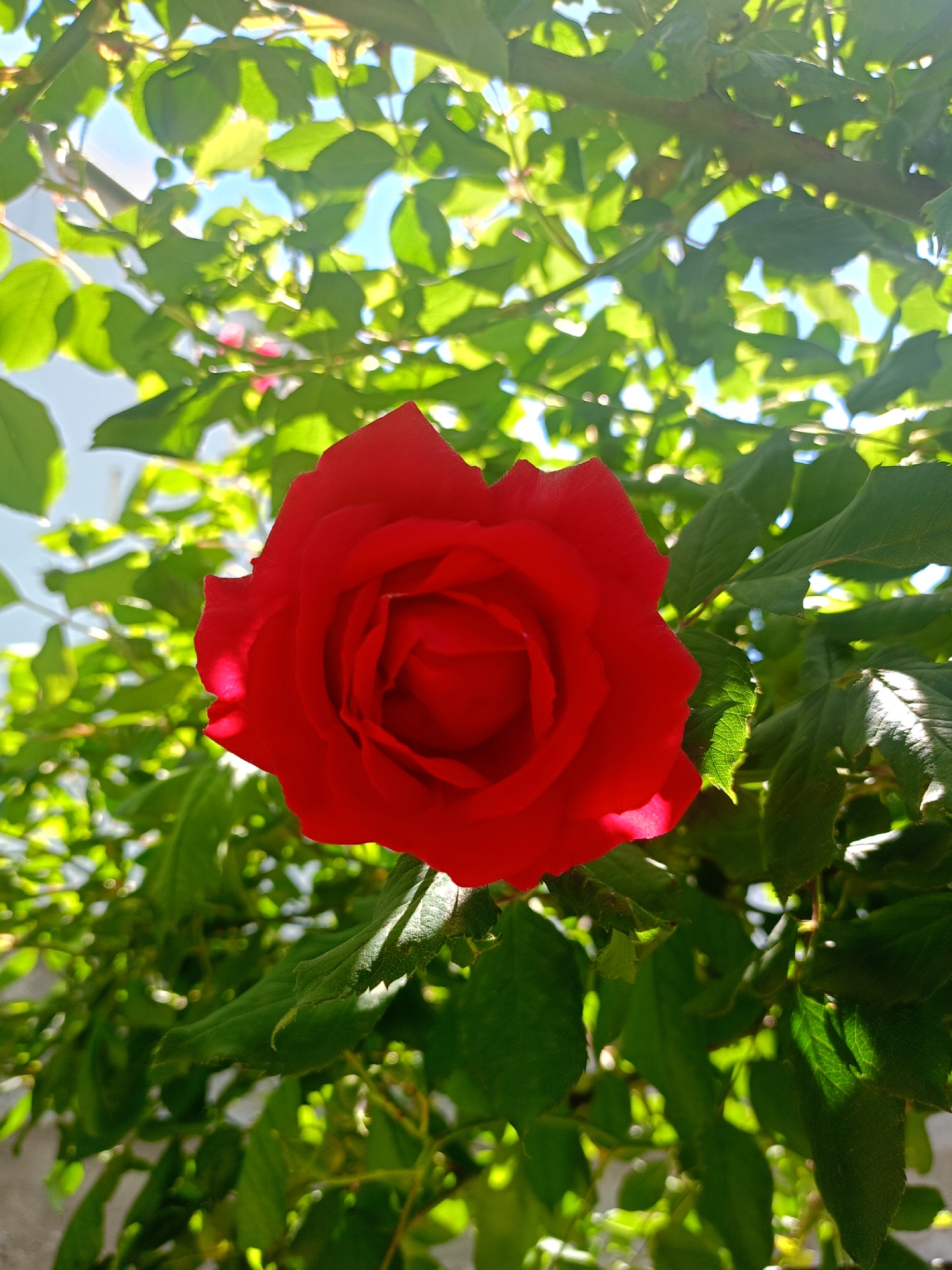 The image displays a close-up of a single, vibrant red rose in full bloom, positioned prominently in the center of the frame. Its rich red petals are tightly formed, with bright sunlight highlighting the top-left side of the bloom.
The rose is surrounded by a dense canopy of lush green leaves and branches, which serve as the backdrop. Sunlight filters through these leaves, creating a dappled light effect and illuminating many of the leaves from behind, making them appear translucent and bright green. Patches of clear blue sky are visible through the gaps in the foliage, especially in the upper portion of the image, indicating a bright, sunny day.
The setting appears to be an outdoor garden or natural environment, likely a rose bush, given the abundance of green leaves and the single prominent bloom. There are no people visible in the image, nor is there any discernible text. The scene evokes a sense of natural beauty and freshness under bright daylight. The location context provided is Koghb, Armenia, suggesting this beautiful rose is part of the local flora.
