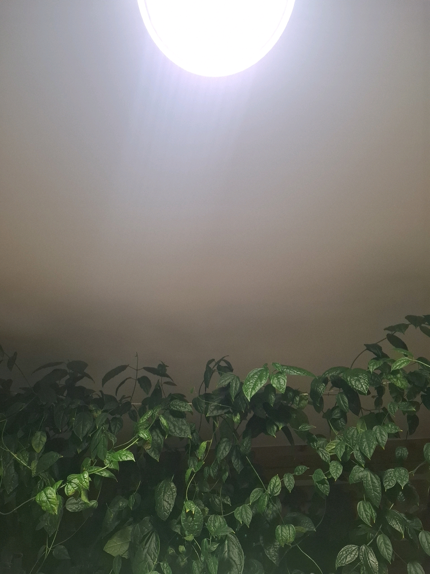 The image shows an indoor scene with a bright, circular light source in the upper portion of the frame, against a beige ceiling. Below the ceiling, a dense canopy of lush green foliage is visible, consisting of numerous leaves and stems. The plants appear to be hanging or trailing downwards. The lighting creates a gradient effect, with the ceiling being brighter near the light source and darkening towards the bottom of the frame. There are no people, animals, or identifiable objects or actions. The scene is devoid of any indicators that would allow for its location to be specified within the city of Tyumen, Russia, or any other specific geographic location.